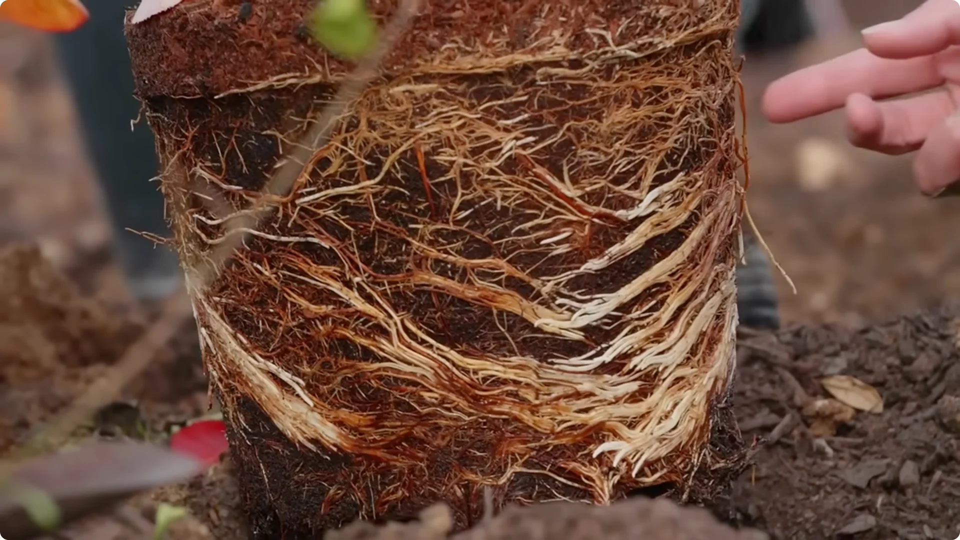 5 Secrets to Growing Hydrangeas That Never Die (Even If You Forget It) screenshot 10