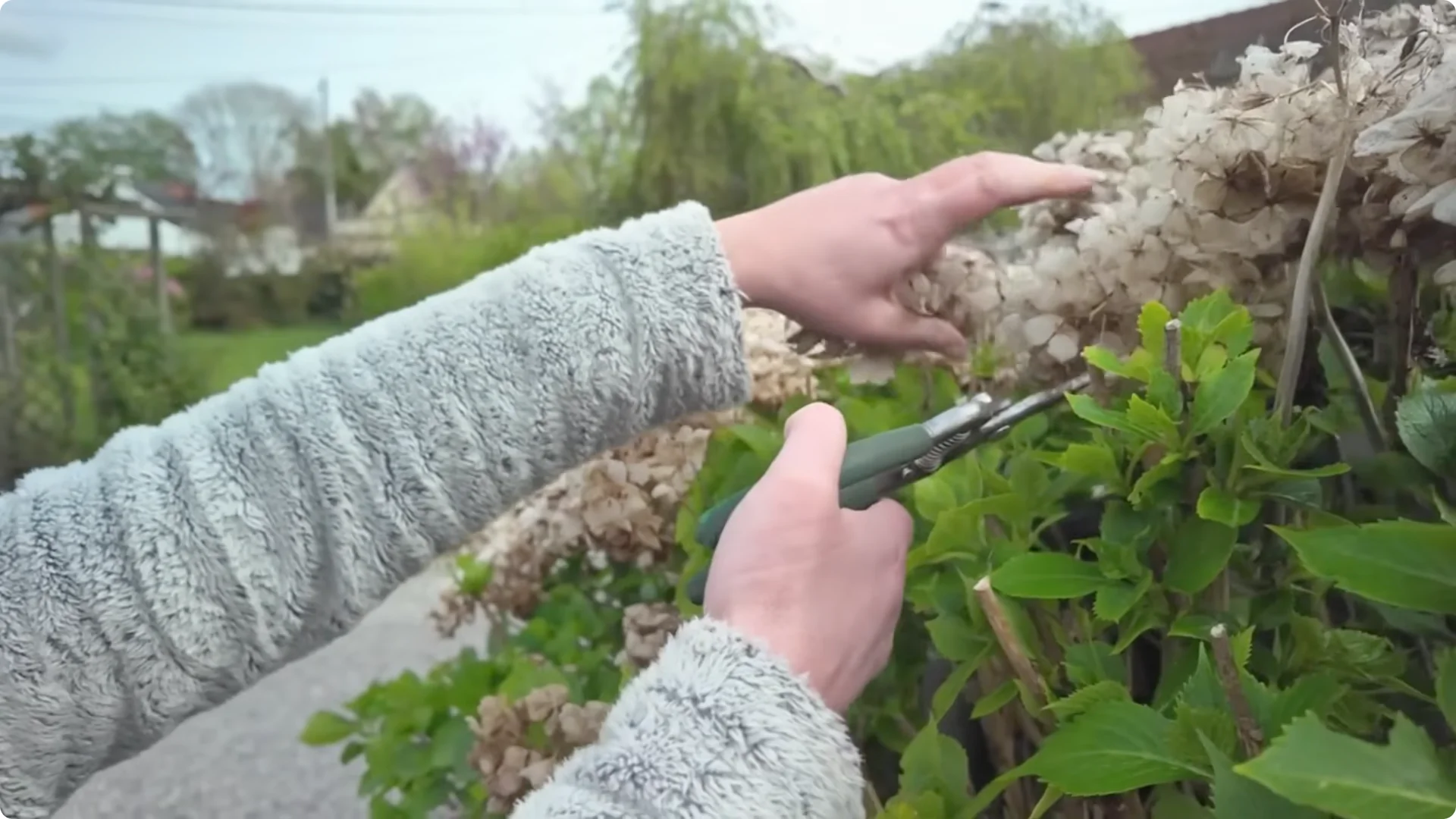 5 Secrets to Growing Hydrangeas That Never Die (Even If You Forget It) screenshot 14