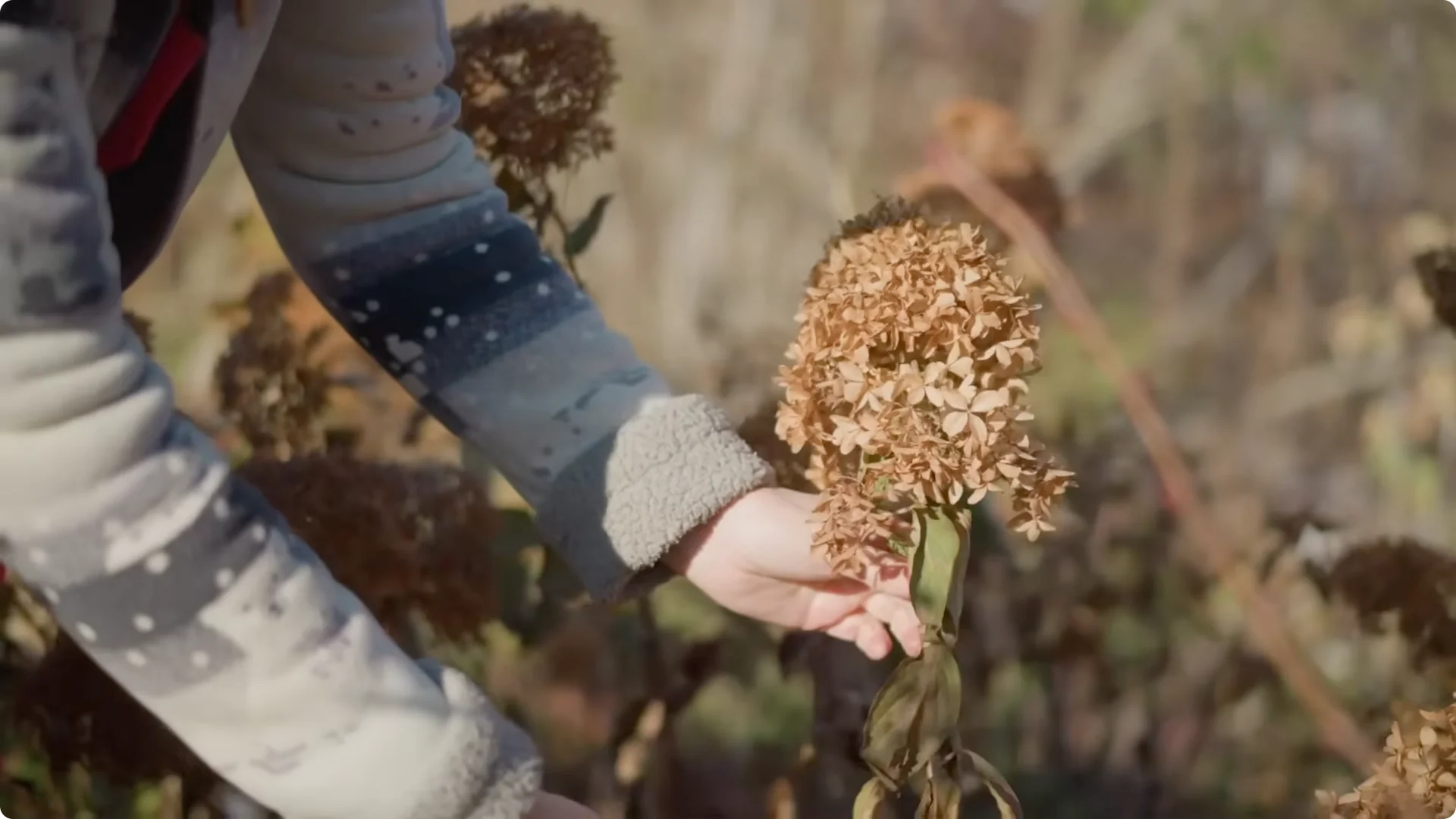 5 Secrets to Growing Hydrangeas That Never Die (Even If You Forget It) screenshot 16