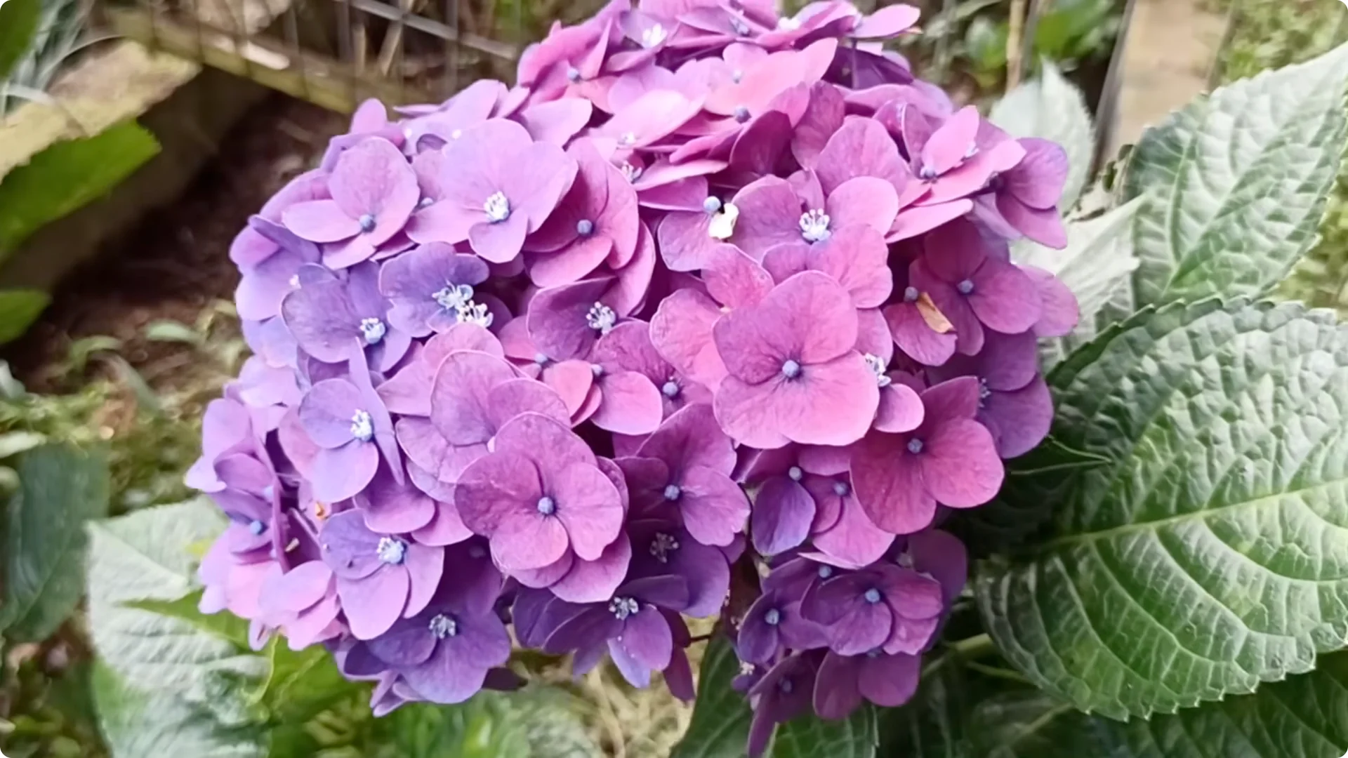 5 Secrets to Growing Hydrangeas That Never Die (Even If You Forget It) screenshot 17