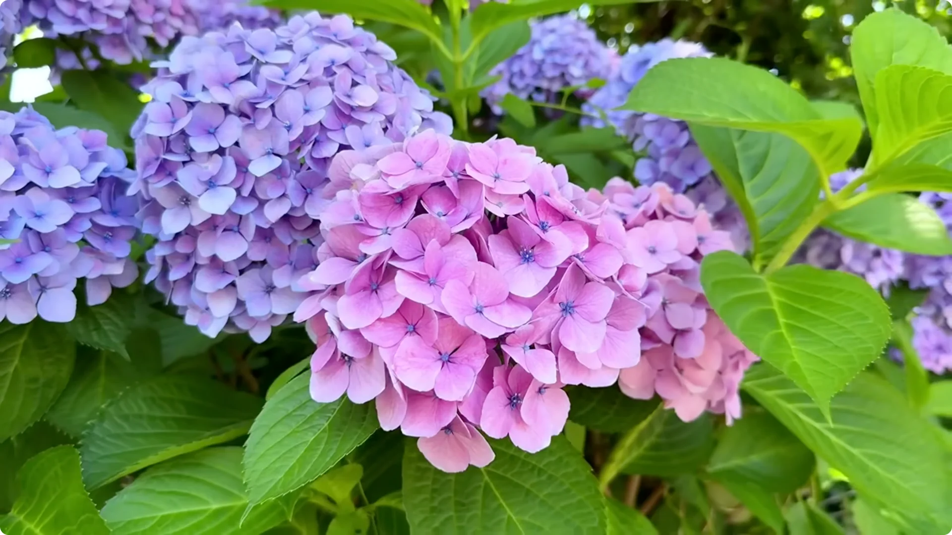 5 Secrets to Growing Hydrangeas That Never Die (Even If You Forget It) screenshot 20