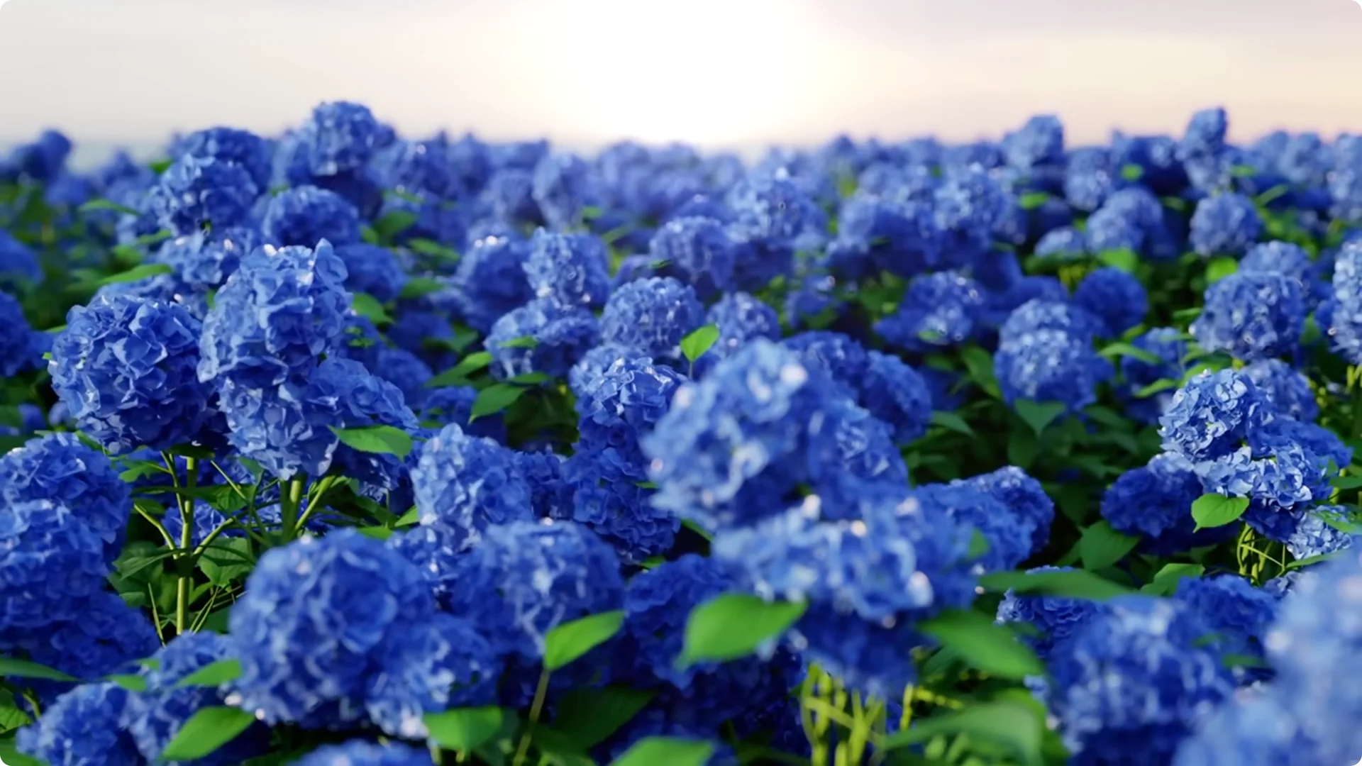 5 Secrets to Growing Hydrangeas That Never Die (Even If You Forget It) screenshot 21