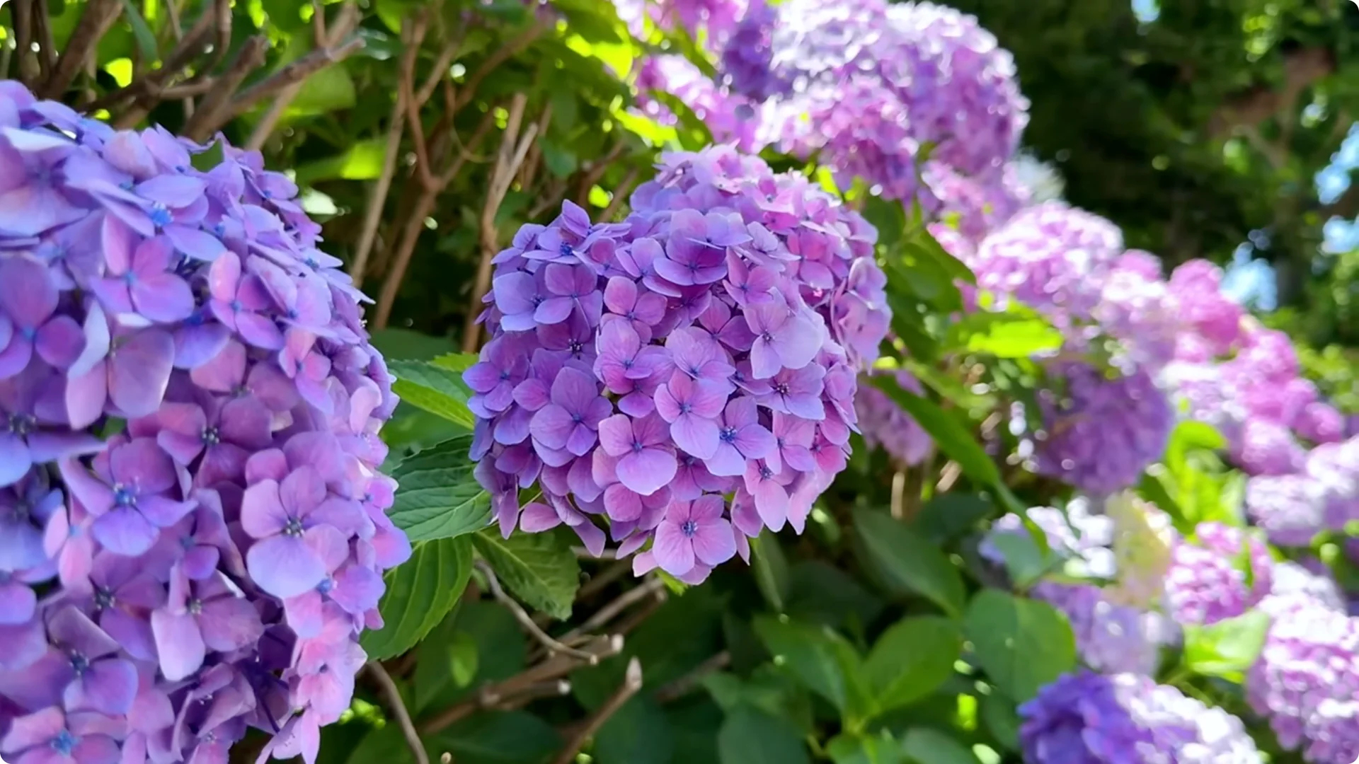5 Secrets to Growing Hydrangeas That Never Die (Even If You Forget It) screenshot 22