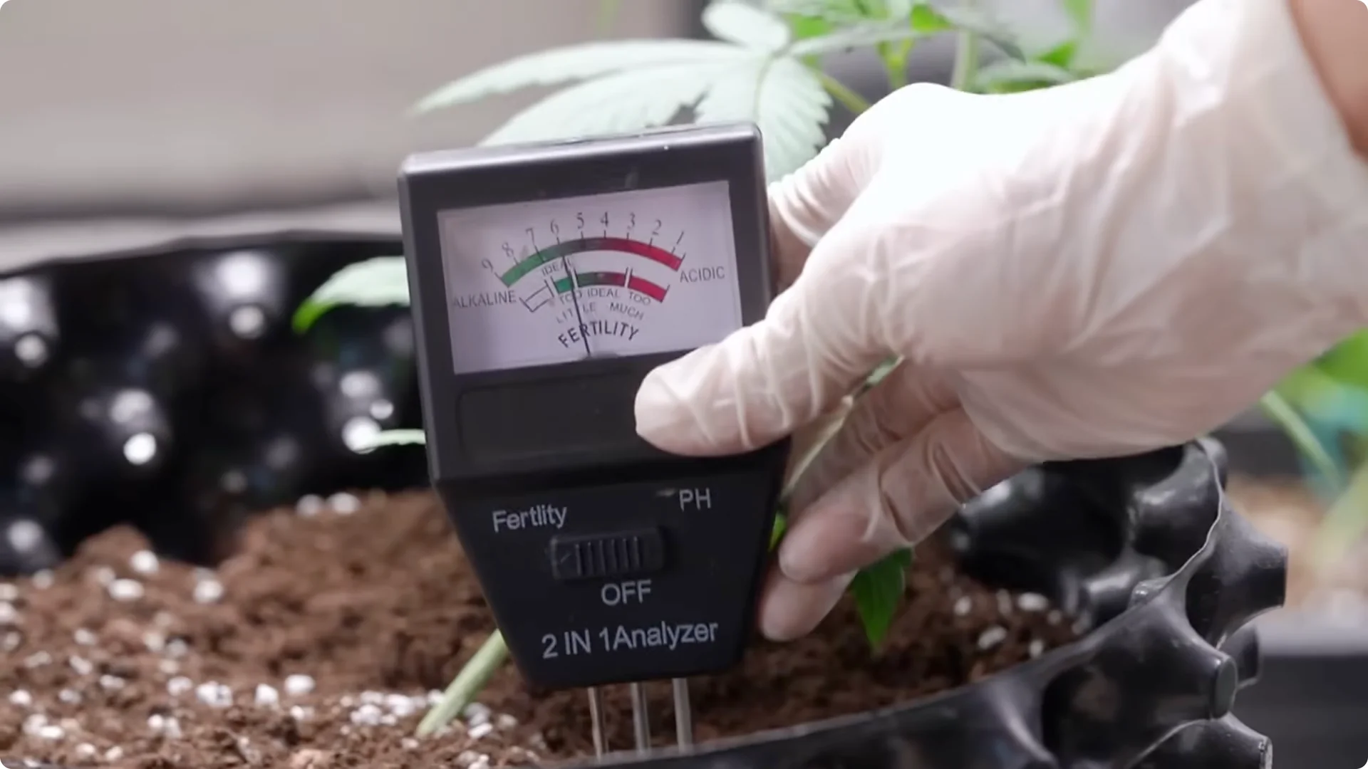 5 Secrets to Growing Hydrangeas That Never Die (Even If You Forget It) screenshot 24