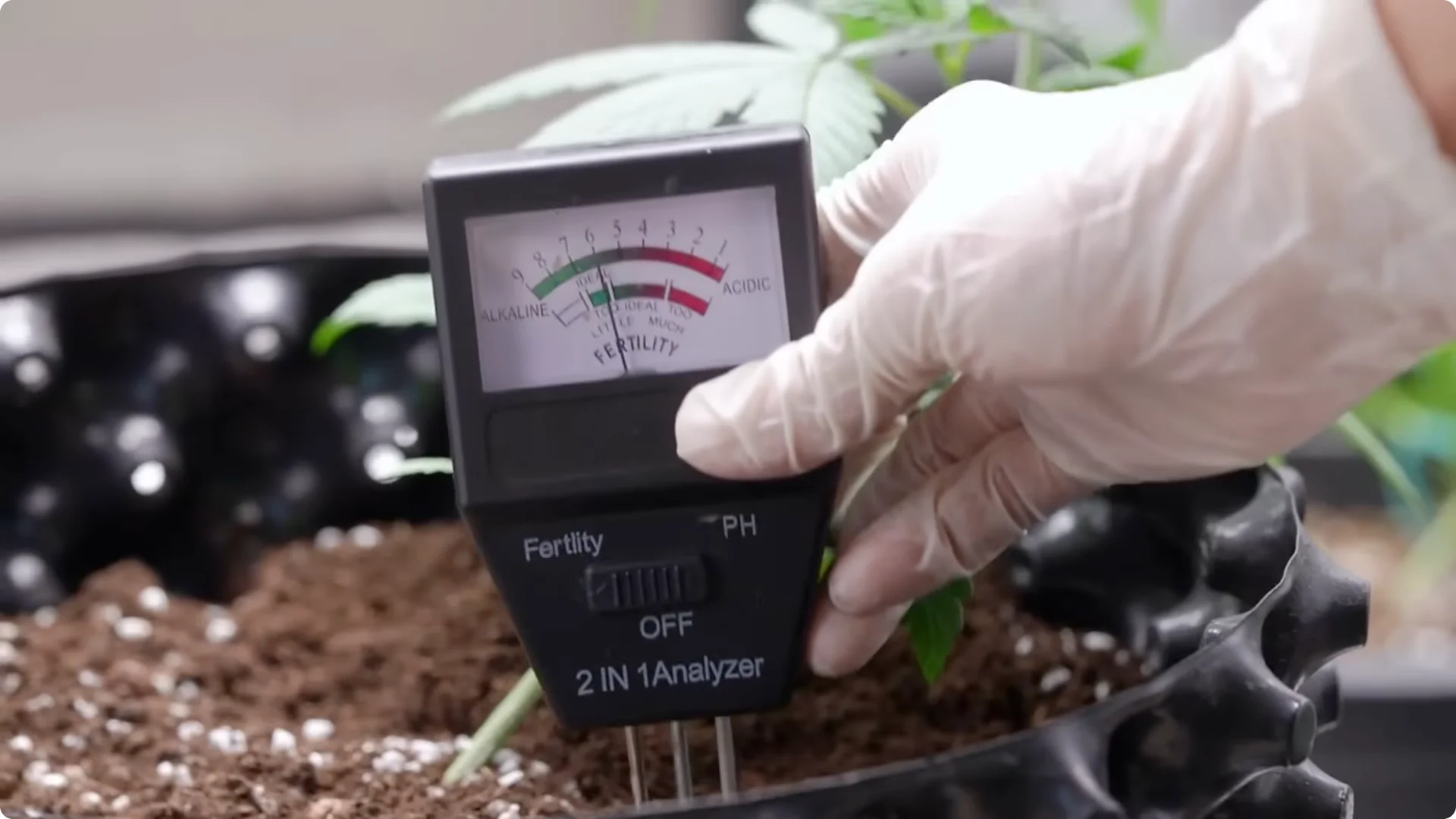 5 Secrets to Growing Hydrangeas That Never Die (Even If You Forget It) screenshot 26