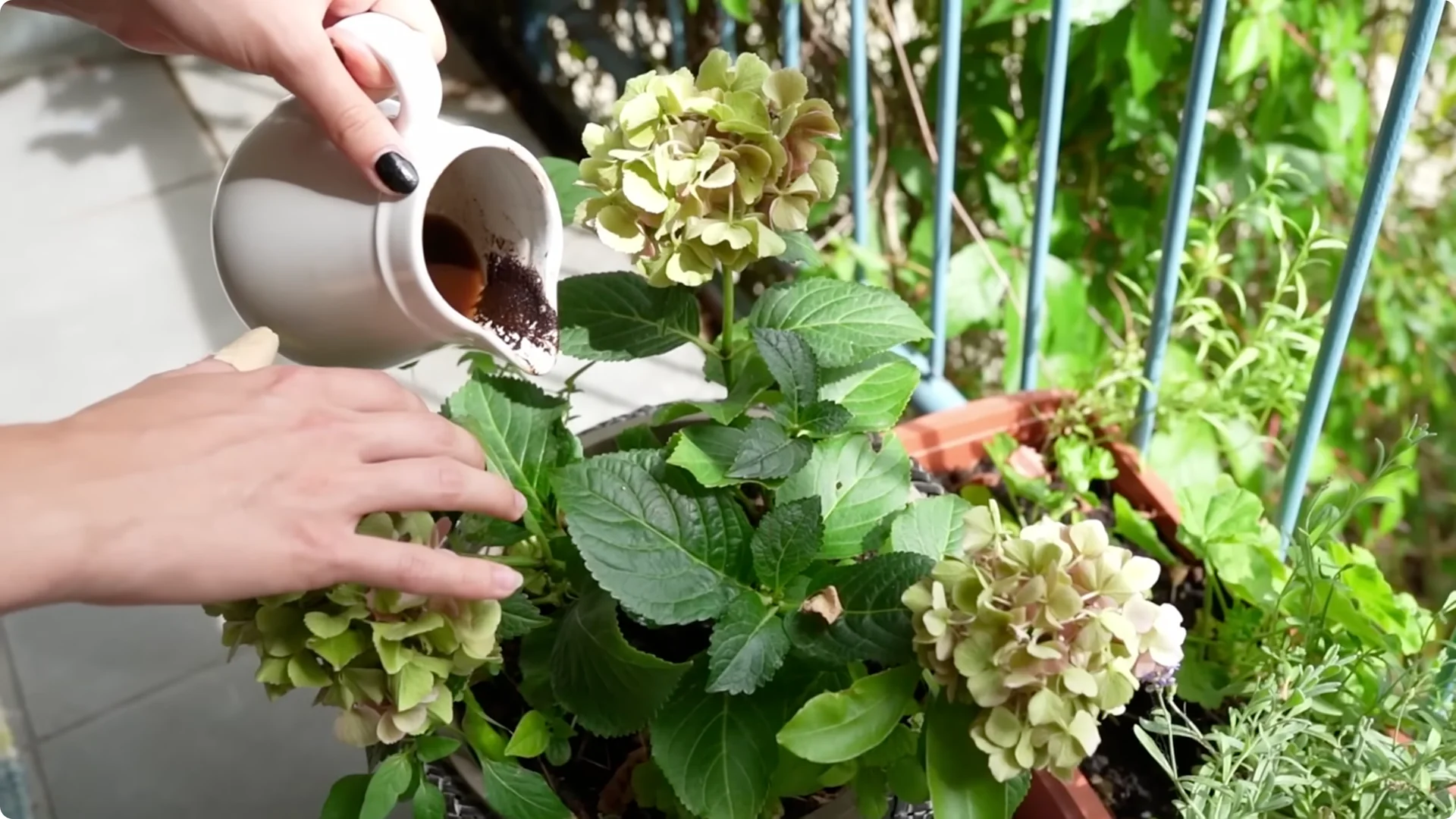 5 Secrets to Growing Hydrangeas That Never Die (Even If You Forget It) screenshot 31