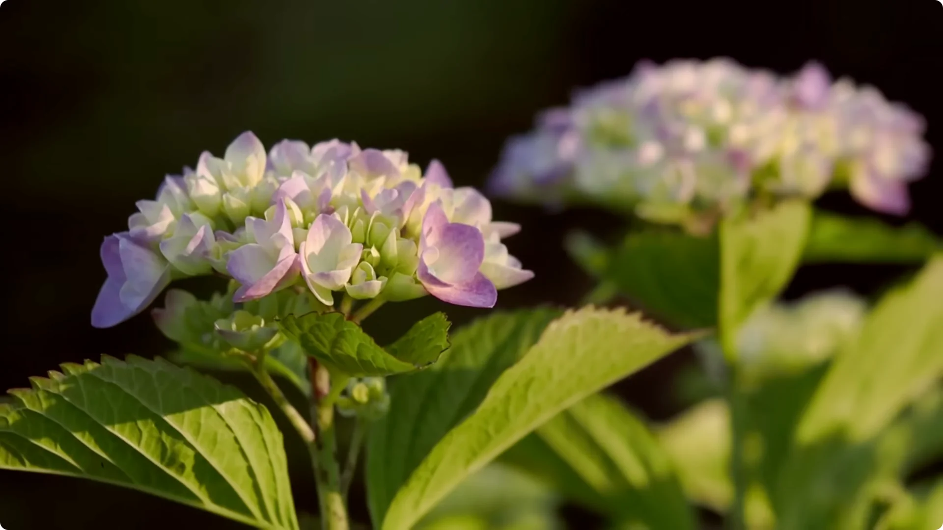 5 Secrets to Growing Hydrangeas That Never Die (Even If You Forget It) screenshot 35