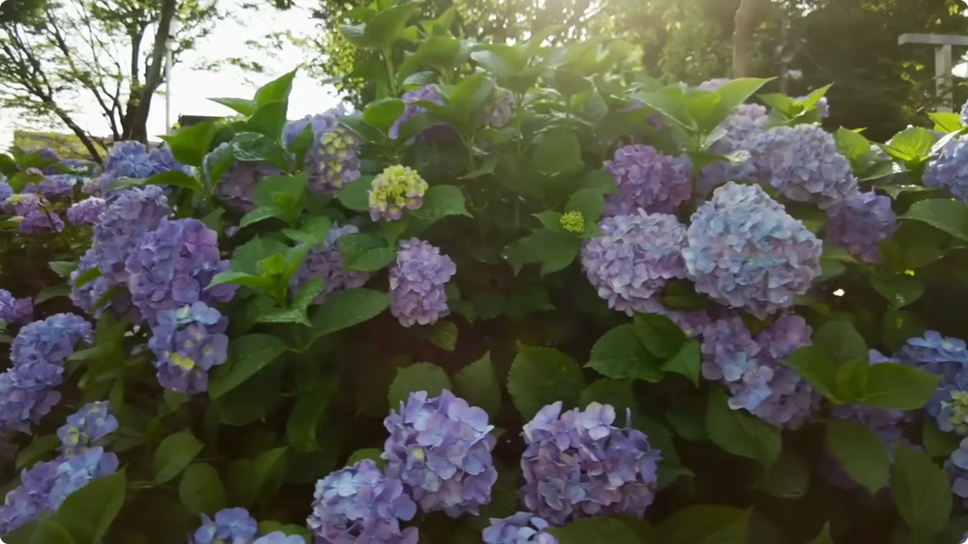 5 Secrets to Growing Hydrangeas That Never Die (Even If You Forget It) screenshot 36