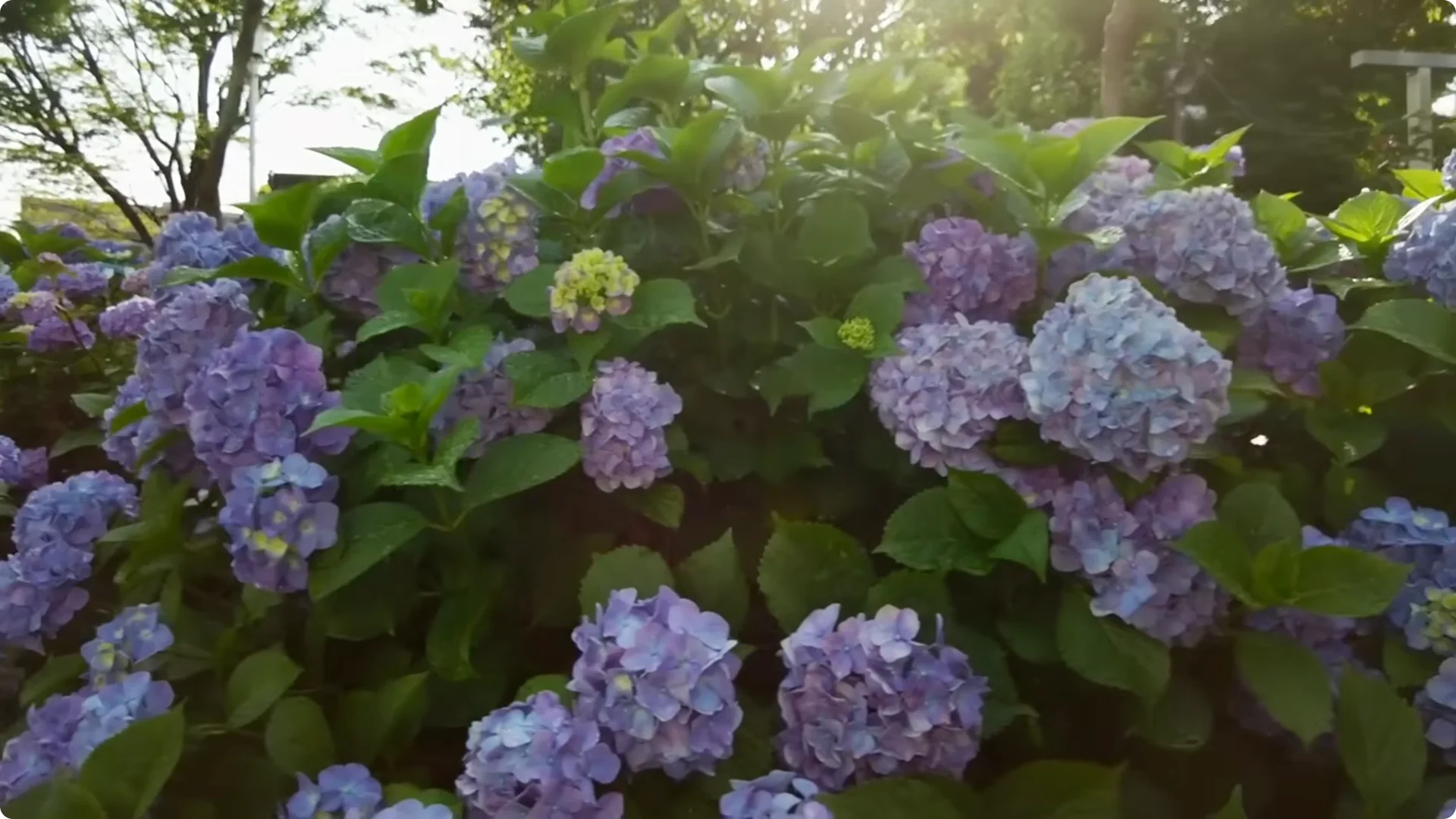 5 Secrets to Growing Hydrangeas That Never Die (Even If You Forget It) screenshot 37