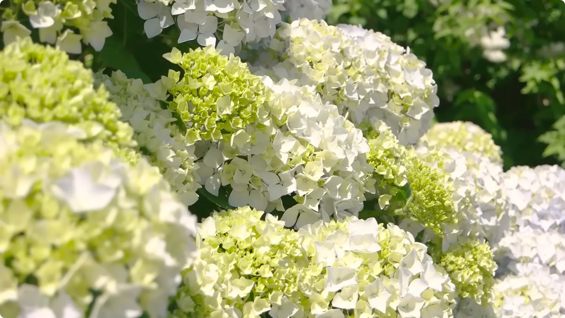 5 Secrets to Growing Hydrangeas That Never Die (Even If You Forget It) screenshot 38