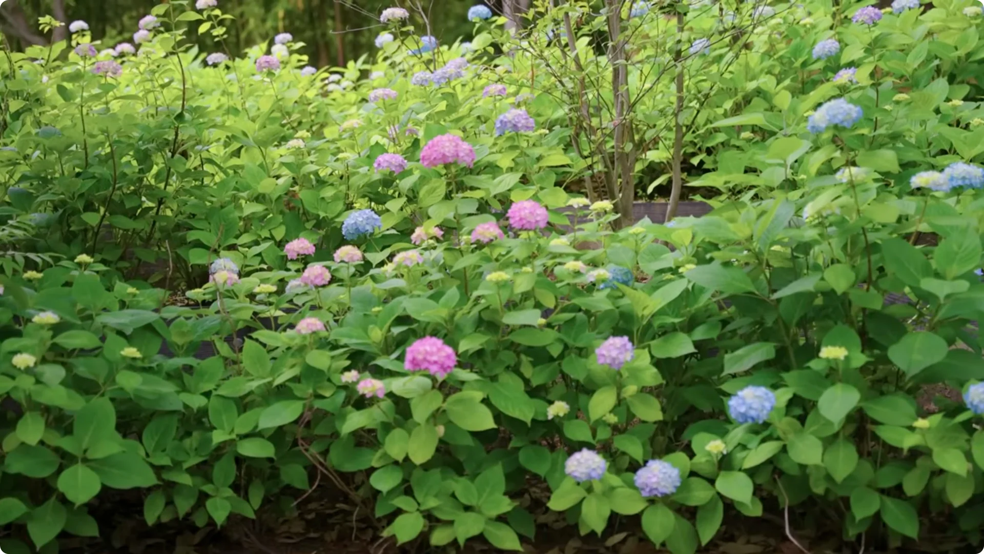 5 Secrets to Growing Hydrangeas That Never Die (Even If You Forget It) screenshot 39