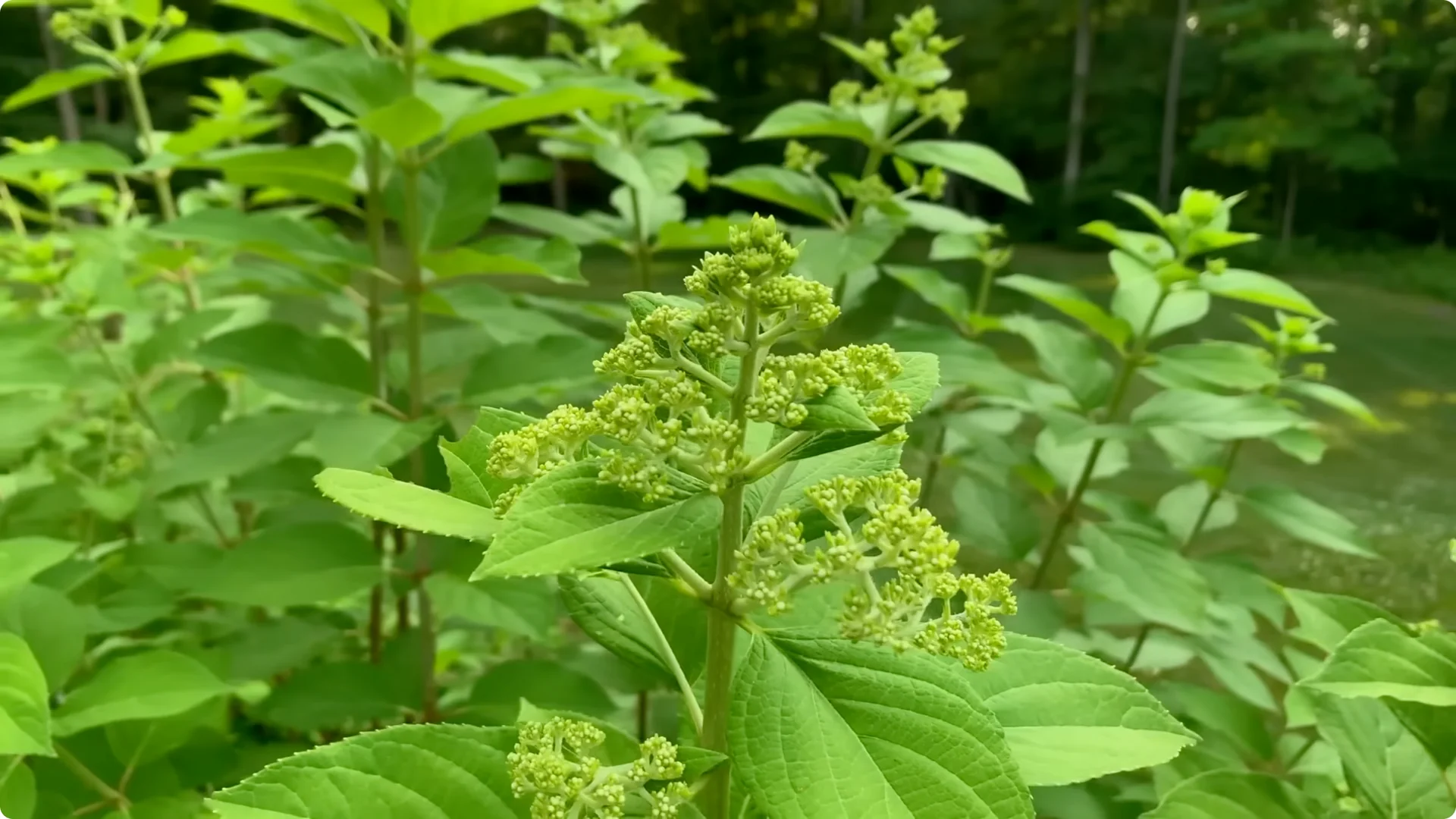 5 Secrets to Growing Hydrangeas That Never Die (Even If You Forget It) screenshot 40