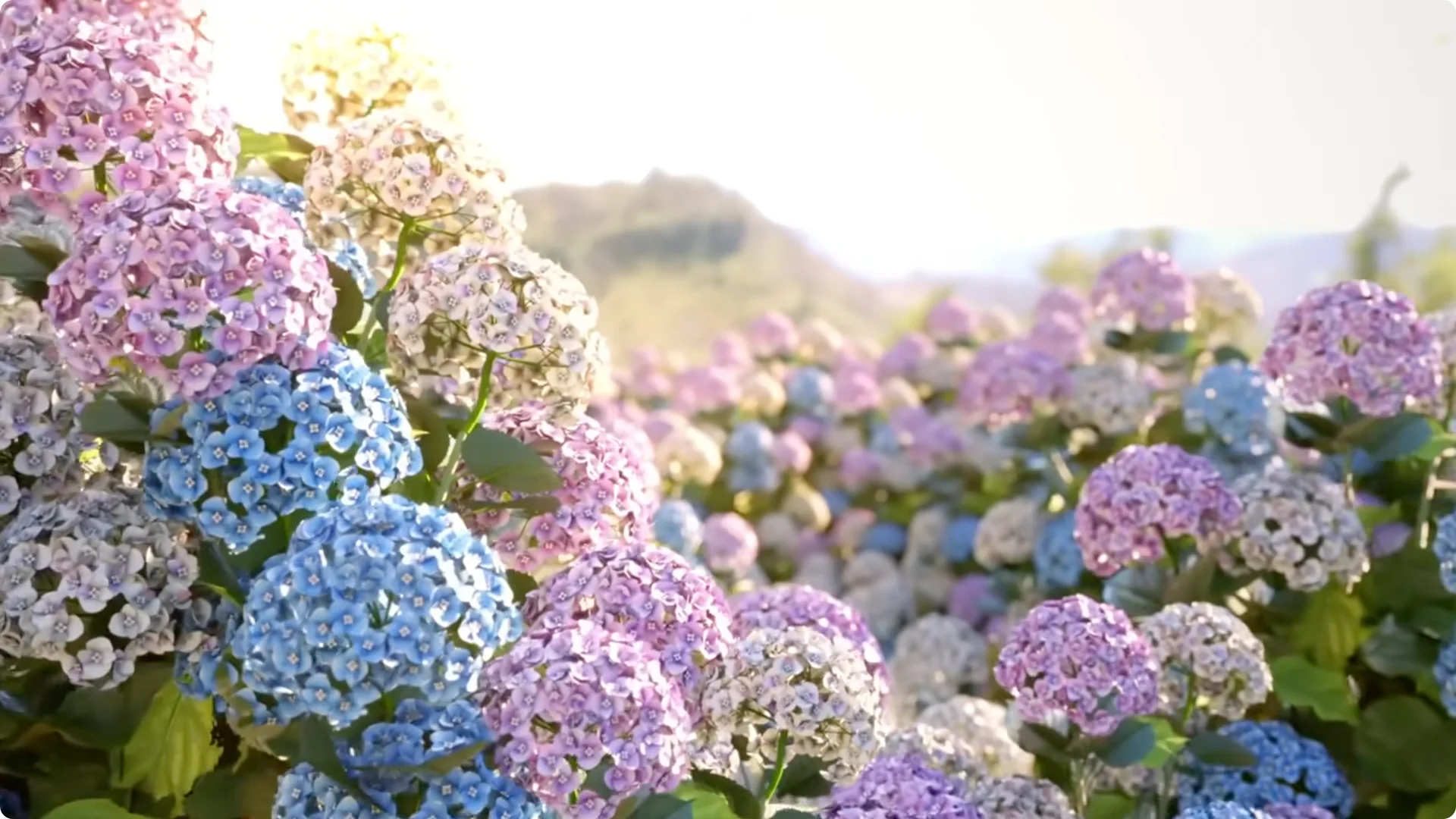 5 Secrets to Growing Hydrangeas That Never Die (Even If You Forget It) screenshot 41