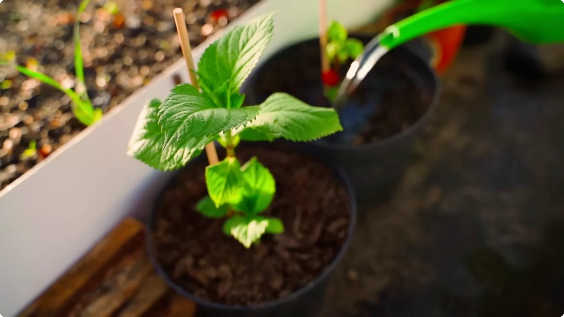 5 Secrets to Growing Hydrangeas That Never Die (Even If You Forget It) screenshot 5