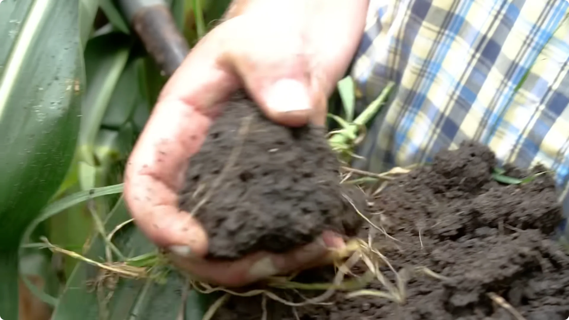 5 Secrets to Growing Lavender That Never Dies screenshot 13
