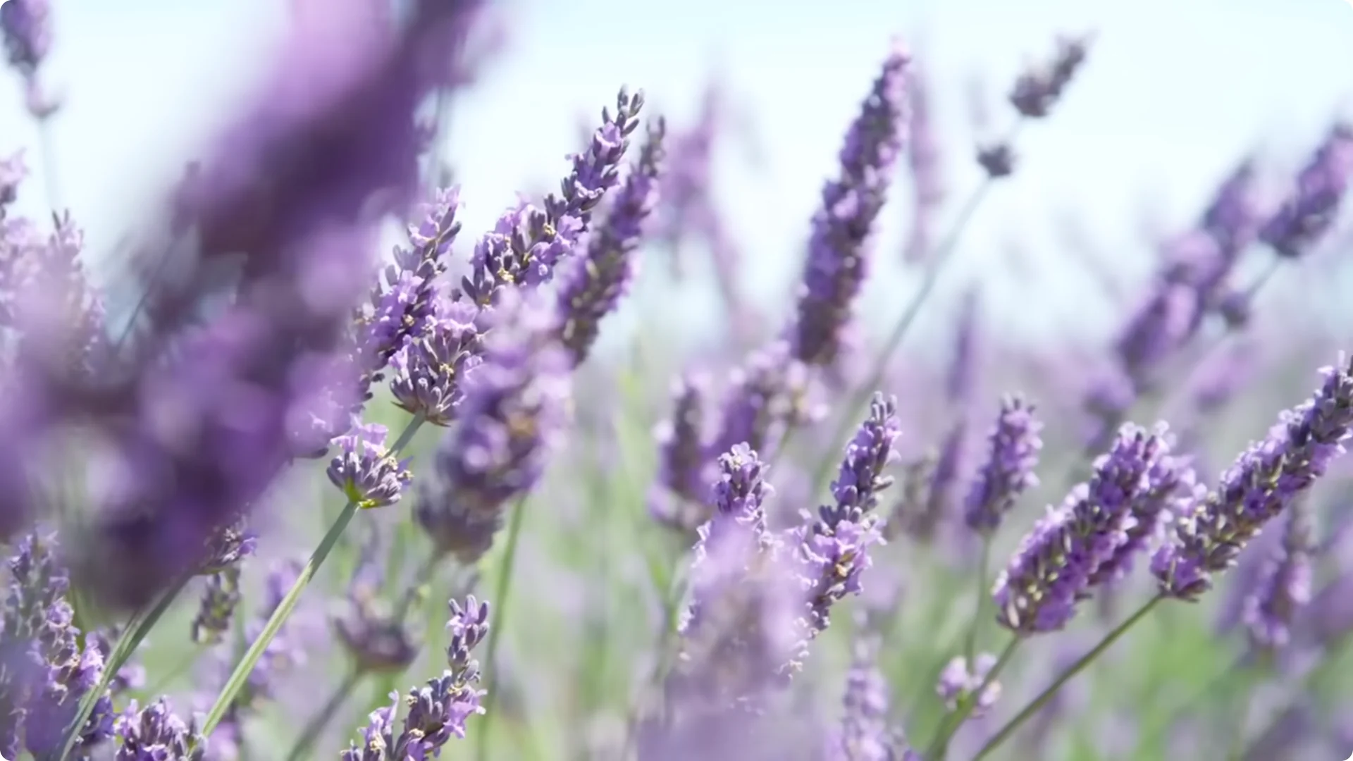 5 Secrets to Growing Lavender That Never Dies screenshot 14