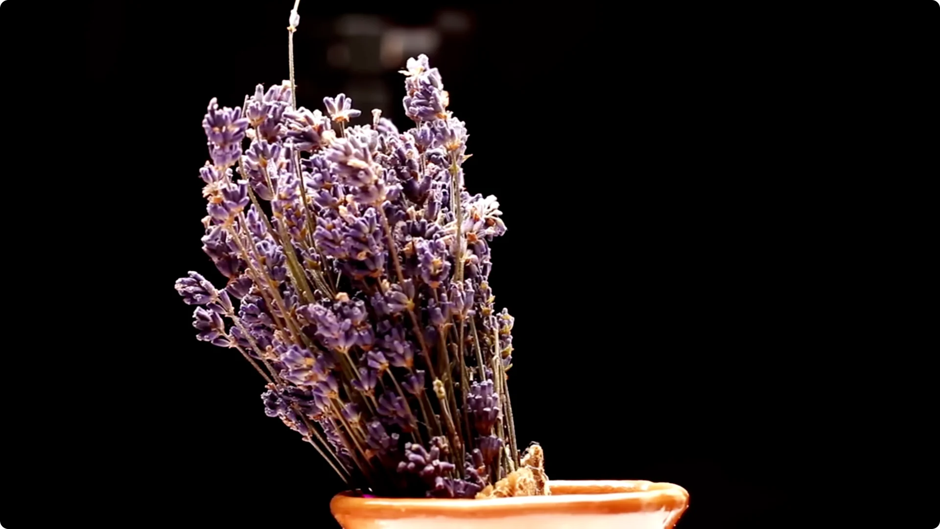 5 Secrets to Growing Lavender That Never Dies screenshot 17