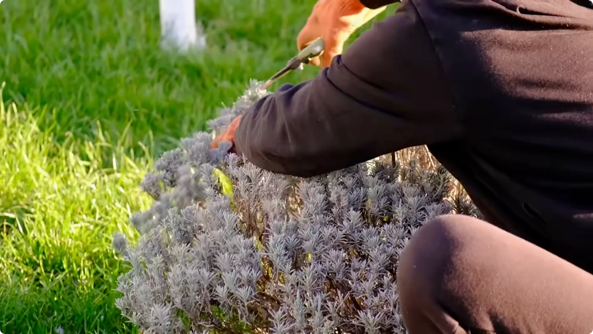 5 Secrets to Growing Lavender That Never Dies screenshot 20