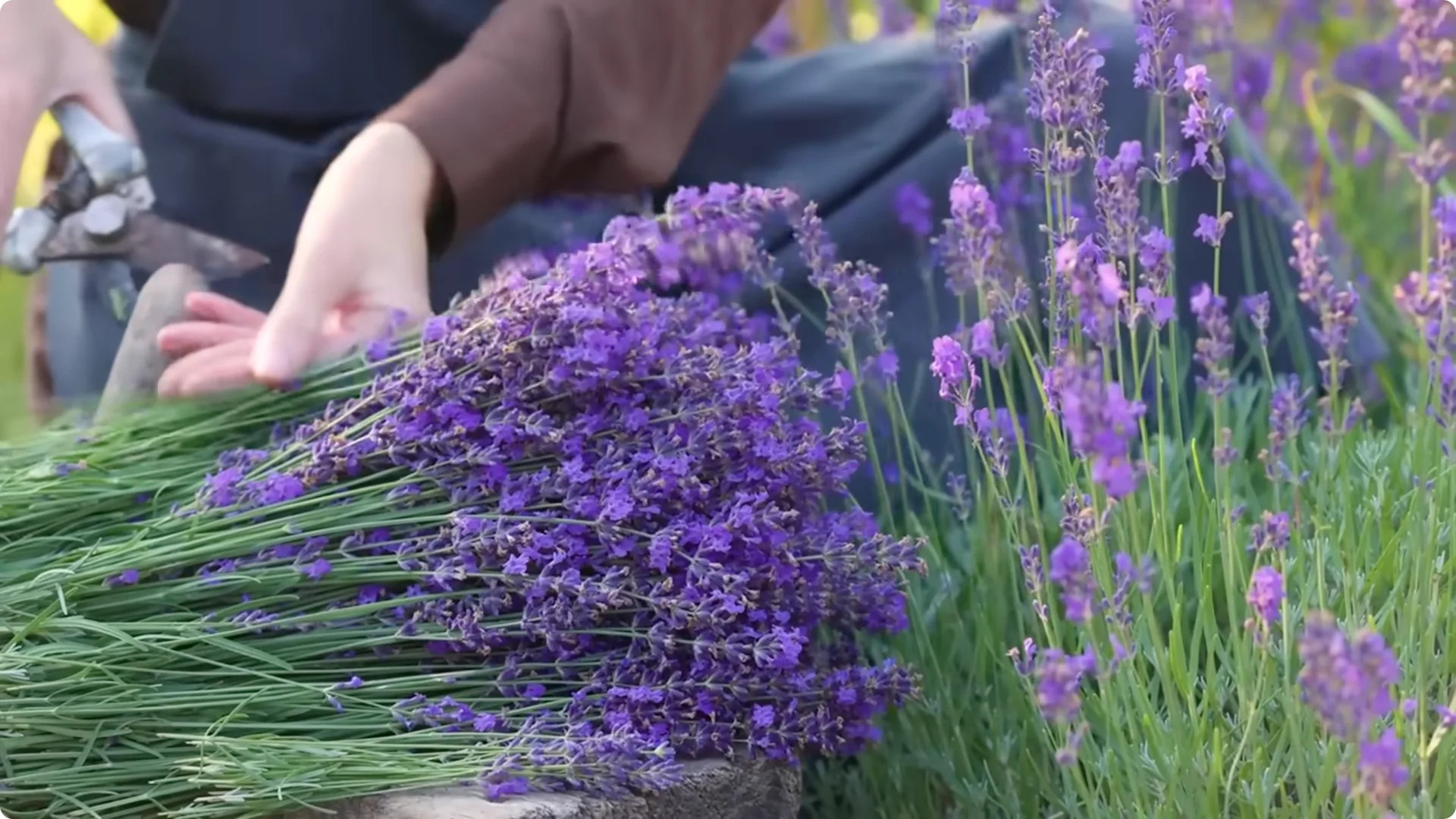 5 Secrets to Growing Lavender That Never Dies screenshot 21