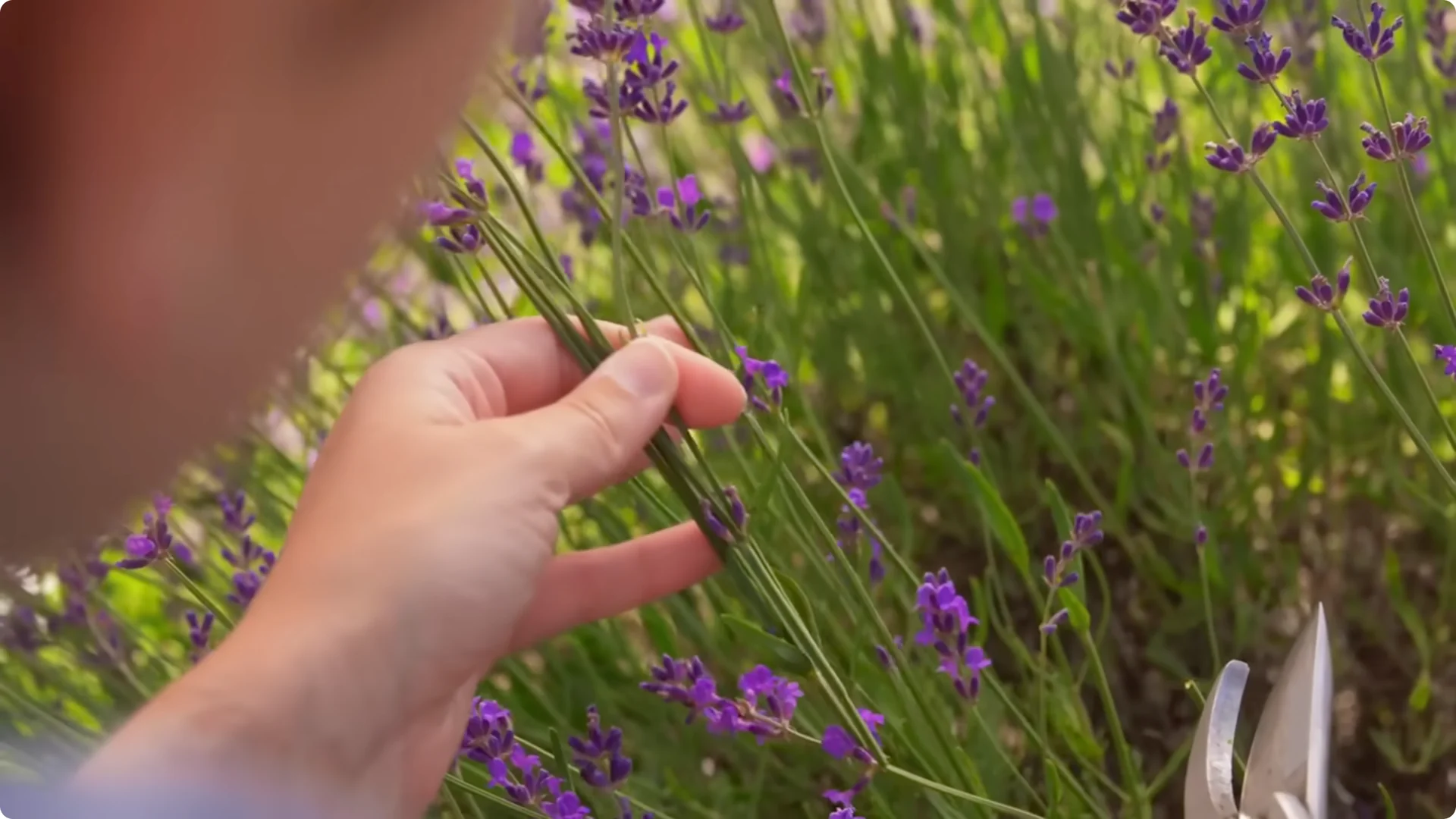 5 Secrets to Growing Lavender That Never Dies screenshot 23
