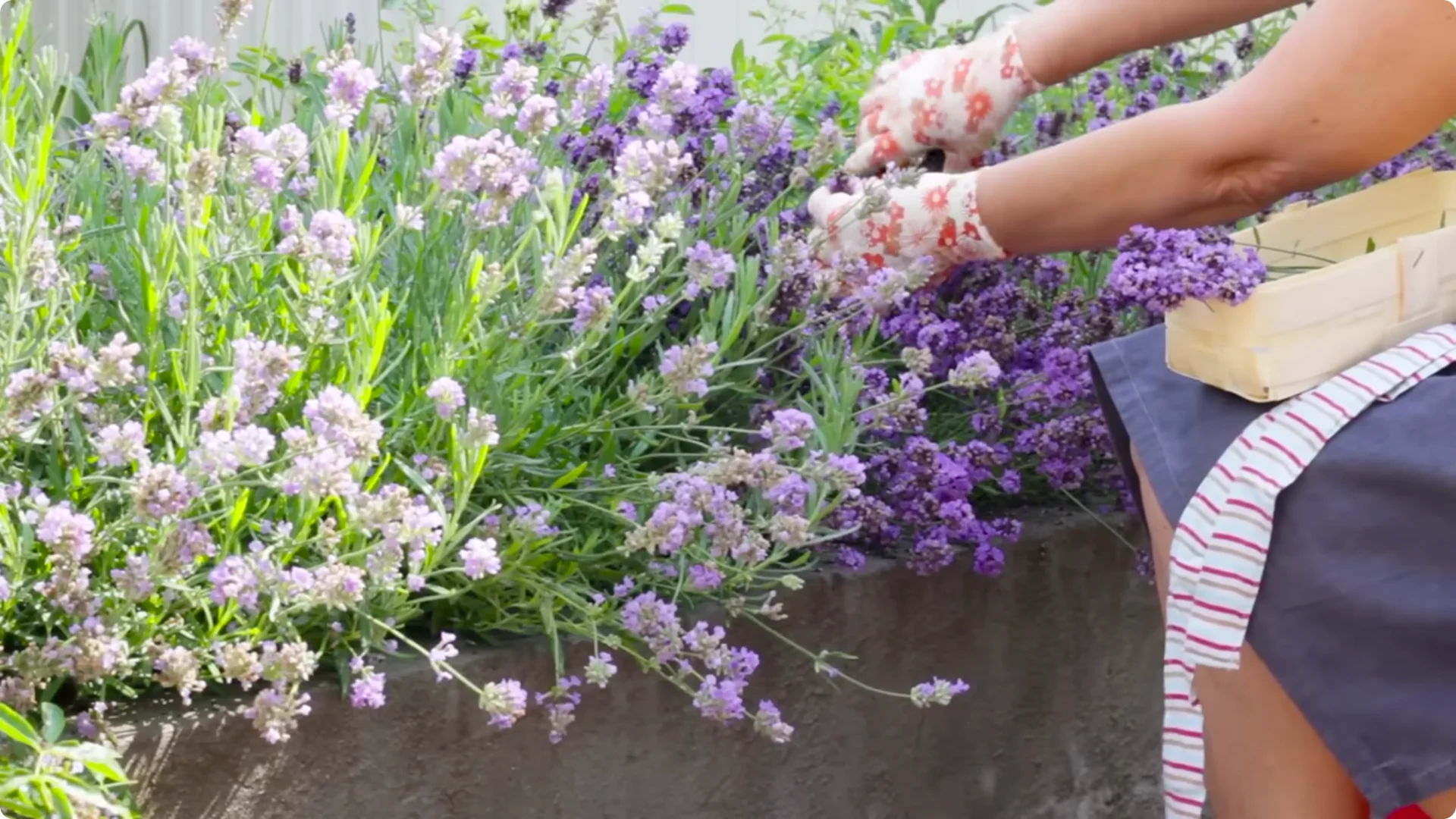 5 Secrets to Growing Lavender That Never Dies screenshot 24