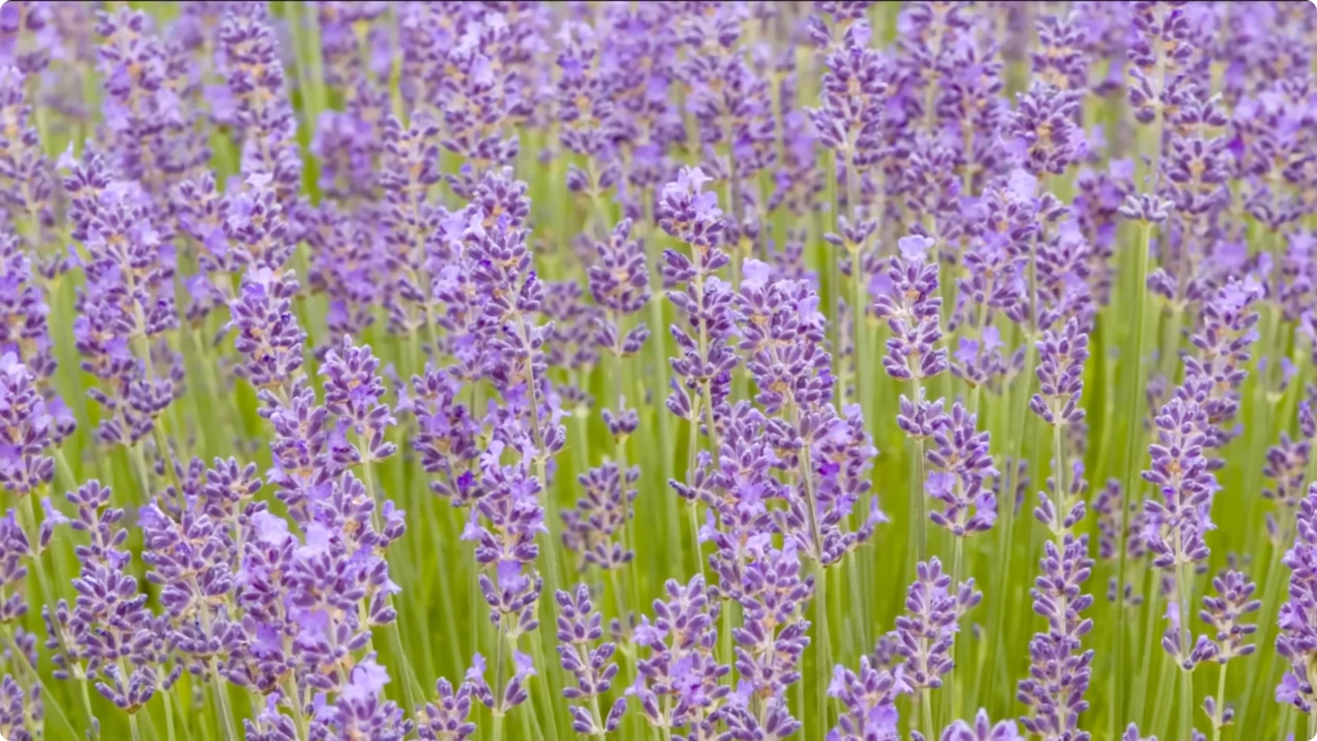 5 Secrets to Growing Lavender That Never Dies screenshot 25
