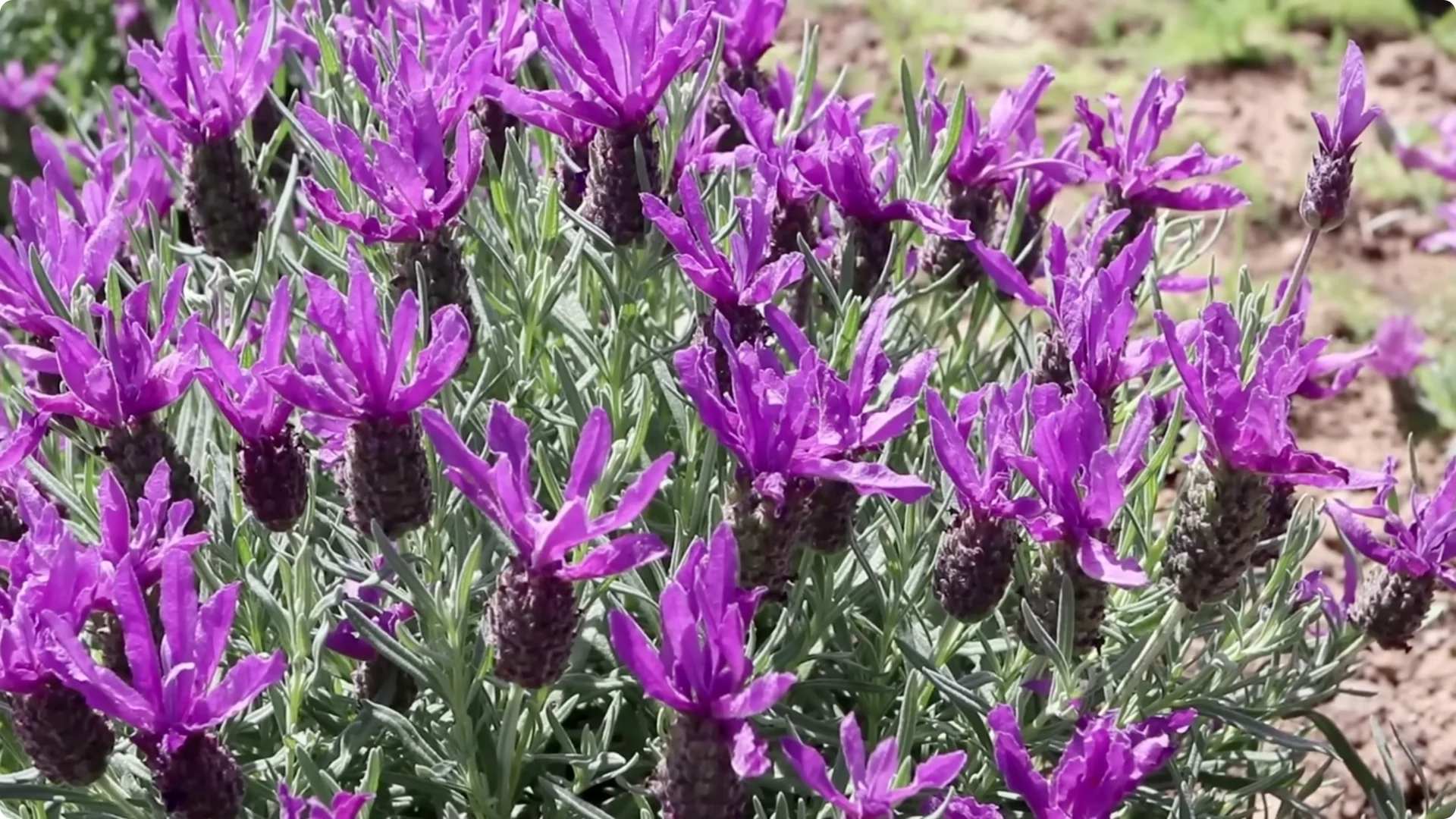 5 Secrets to Growing Lavender That Never Dies screenshot 26