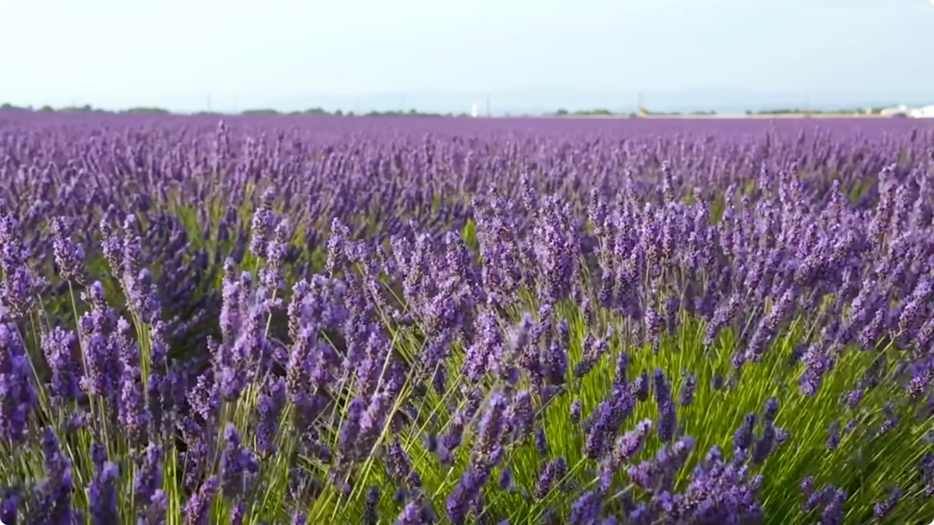 5 Secrets to Growing Lavender That Never Dies screenshot 27