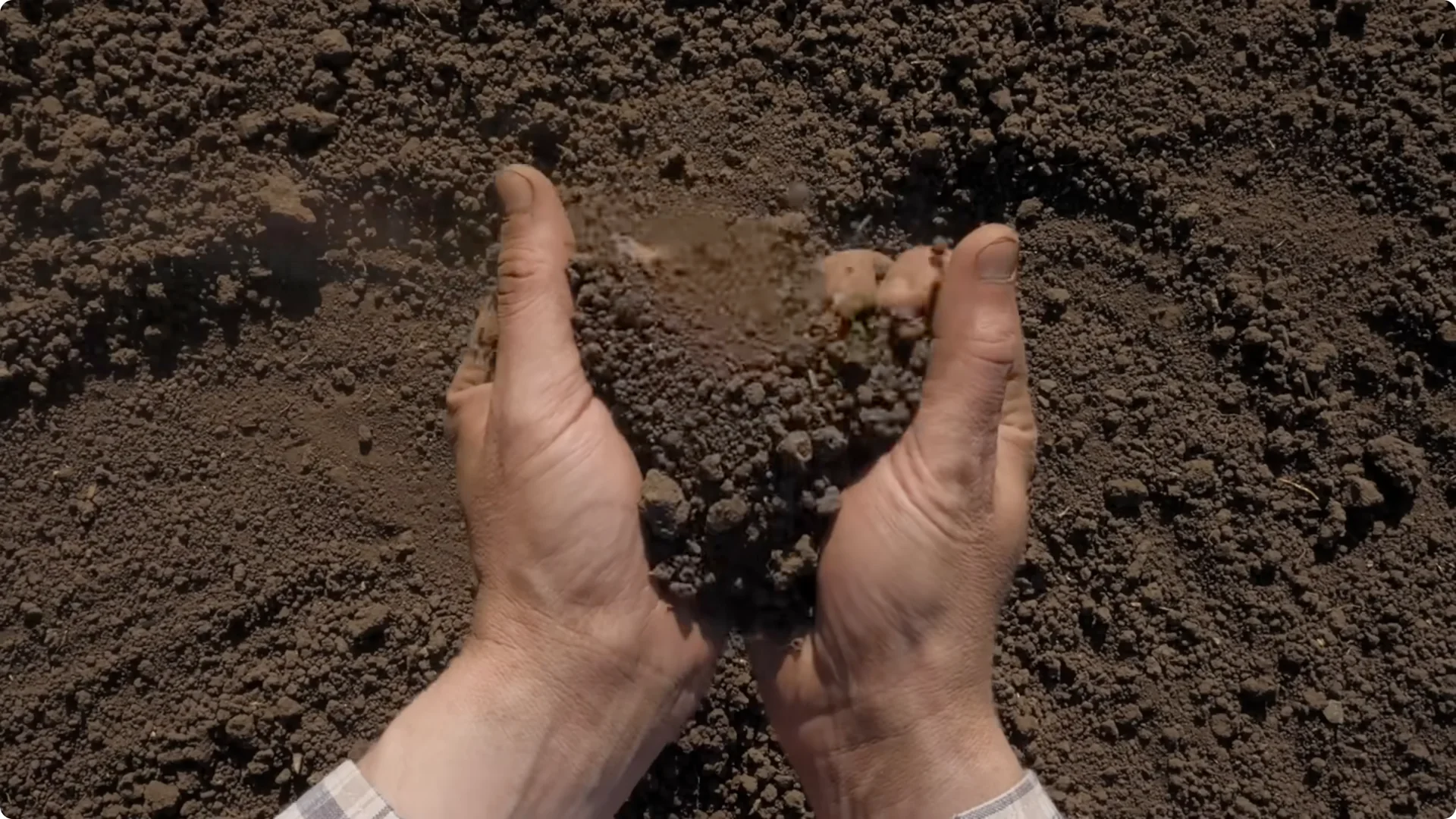 5 Secrets to Growing Lavender That Never Dies screenshot 5