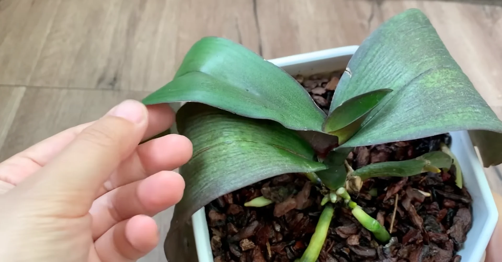 Easy Way to Revive a Dying Orchid That Truly Works screenshot 10