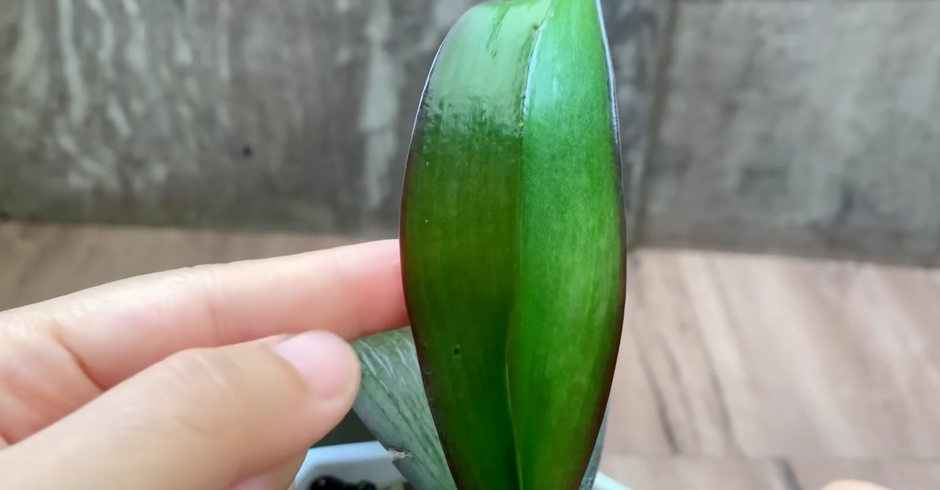 Easy Way to Revive a Dying Orchid That Truly Works screenshot 11