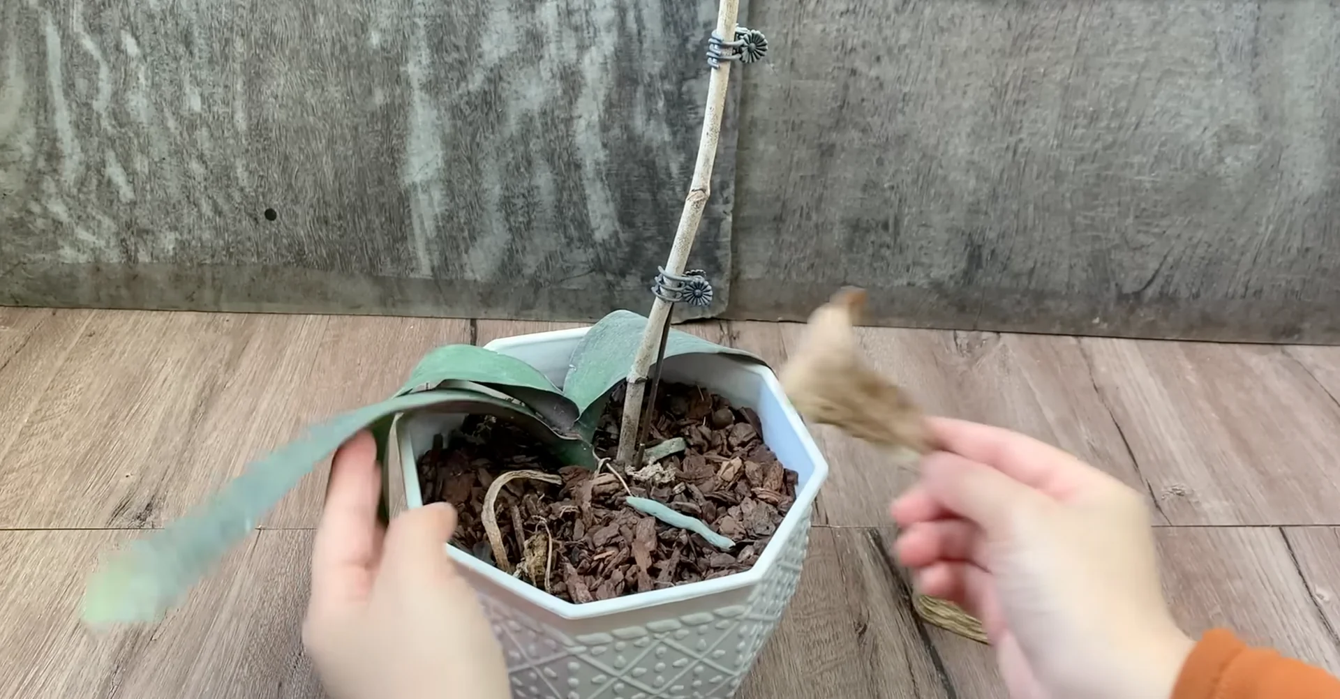 Easy Way to Revive a Dying Orchid That Truly Works screenshot 2
