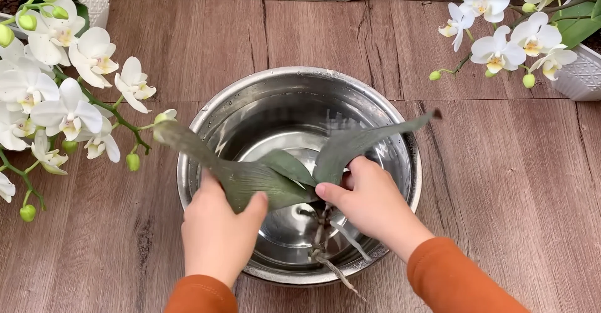 Easy Way to Revive a Dying Orchid That Truly Works screenshot 3