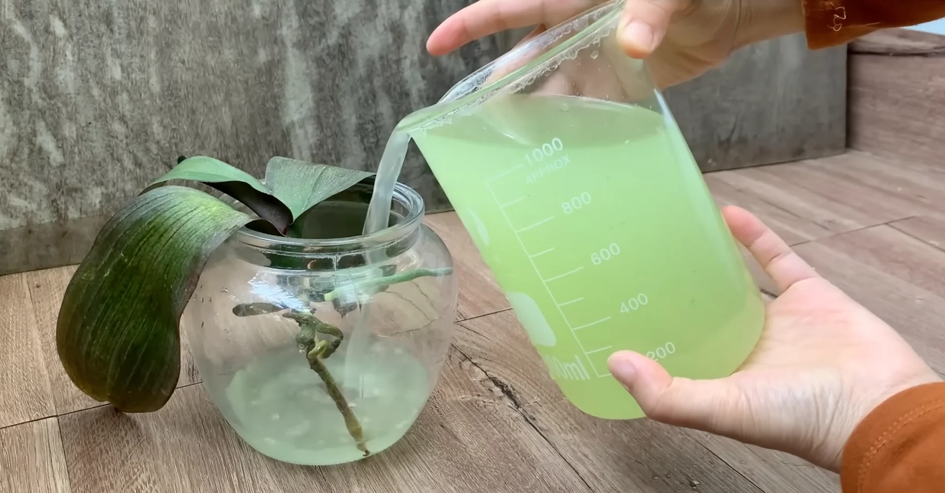 Easy Way to Revive a Dying Orchid That Truly Works screenshot 7