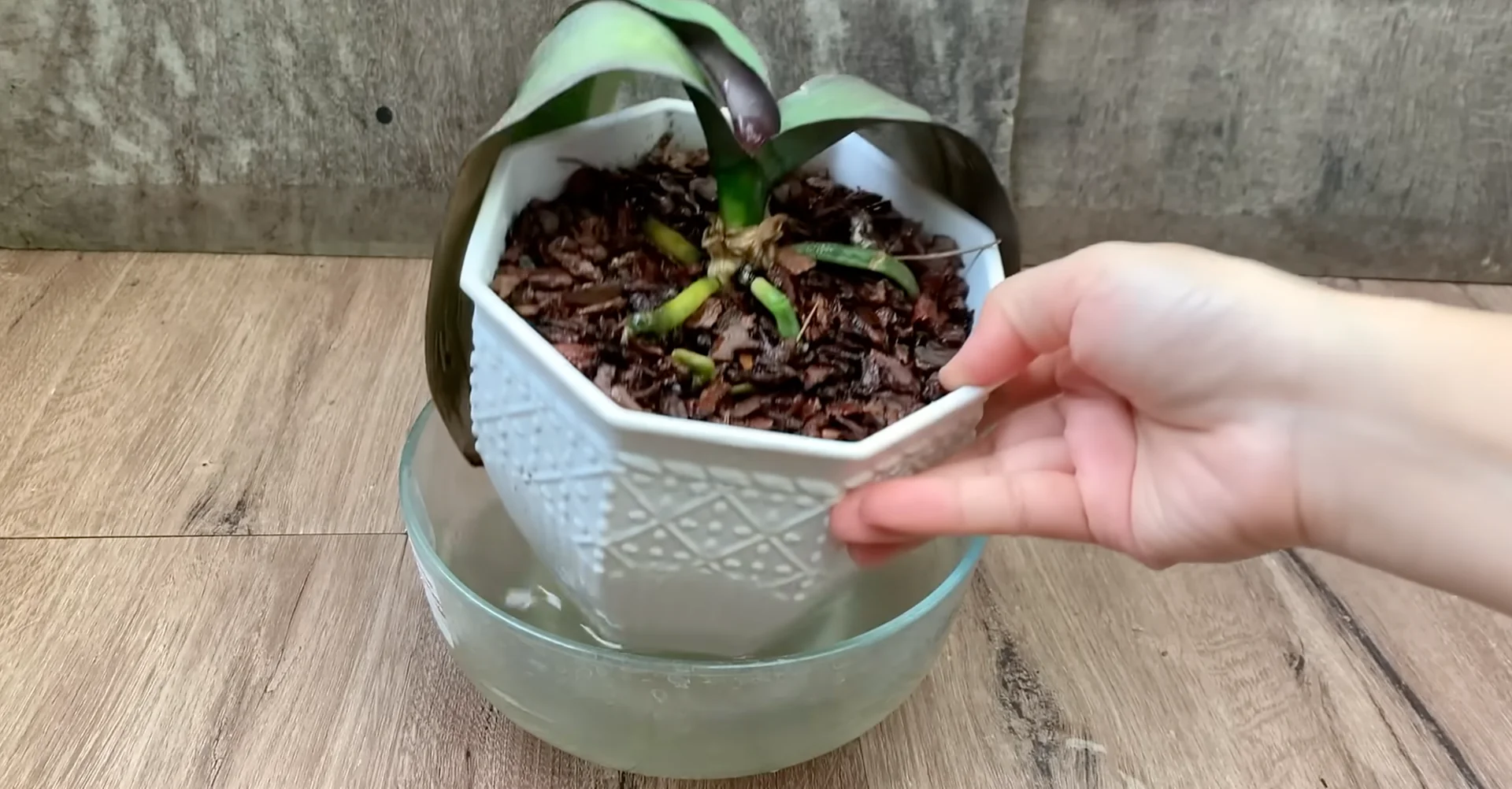 Easy Way to Revive a Dying Orchid That Truly Works screenshot 9