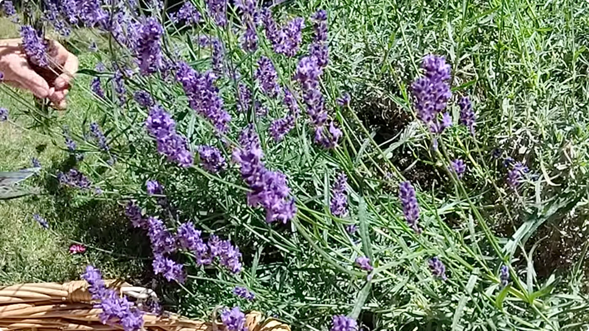 How Dead Lavender Revives: 5 Natural Fertilizers That Work Fast screenshot 2