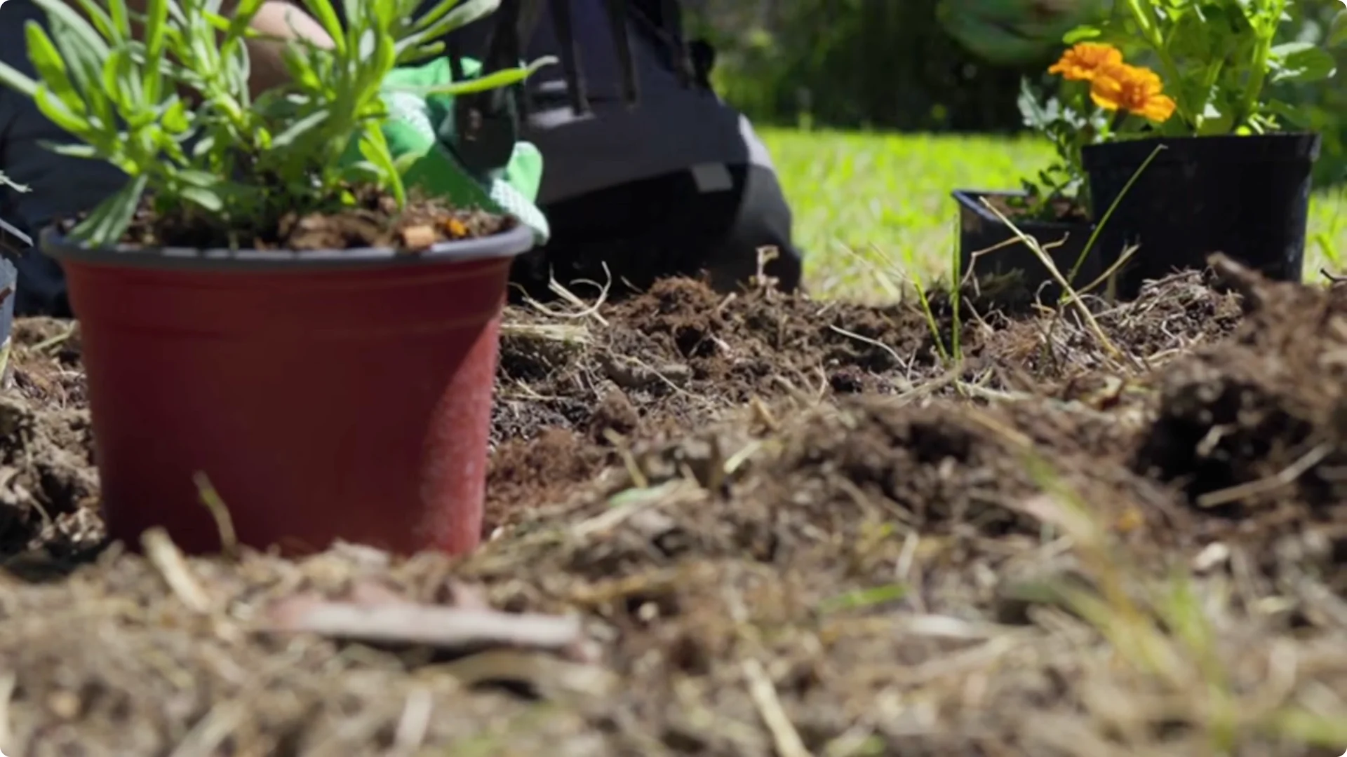 How Dead Lavender Revives: 5 Natural Fertilizers That Work Fast screenshot 3