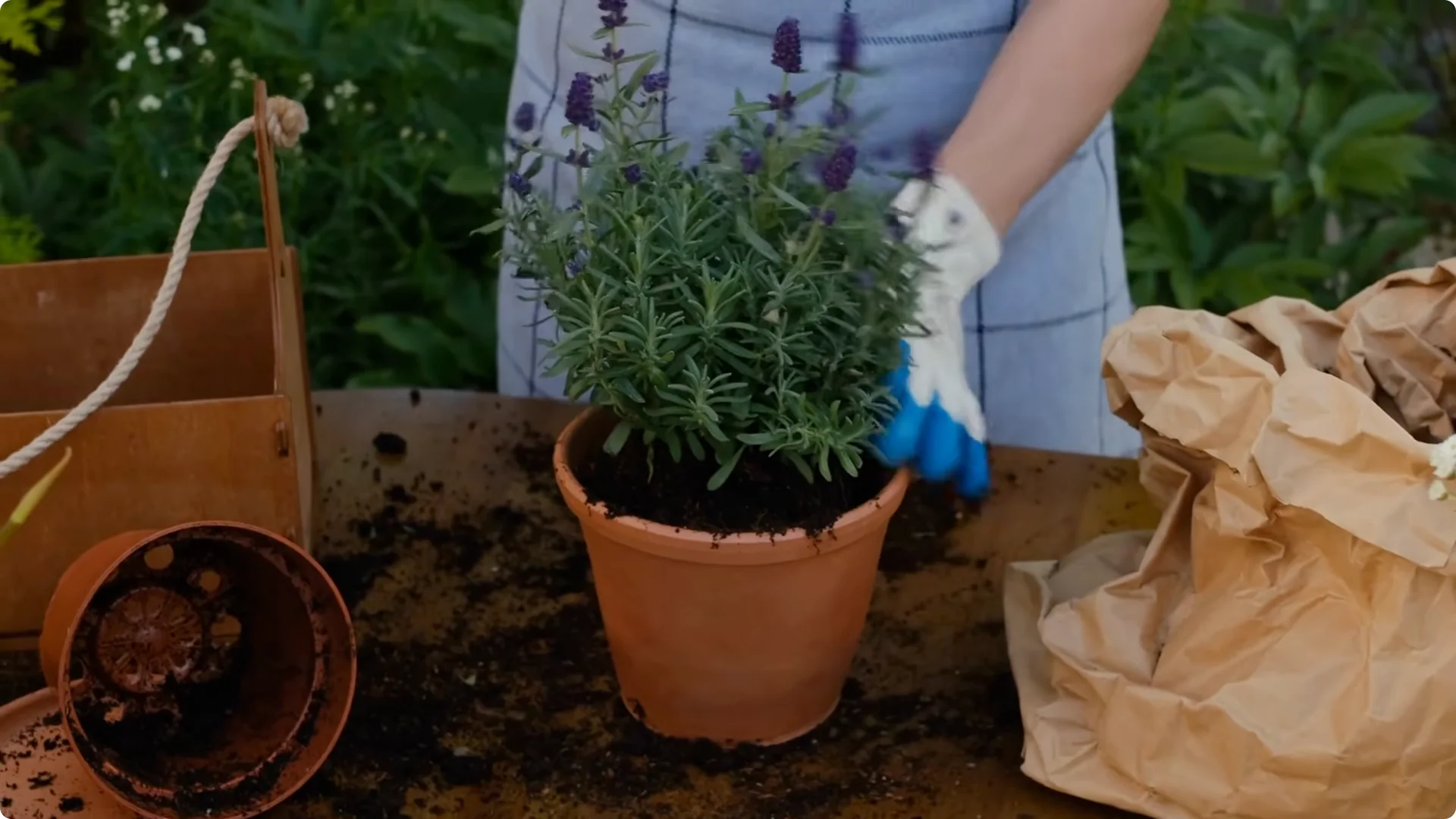 How Dead Lavender Revives: 5 Natural Fertilizers That Work Fast screenshot 6