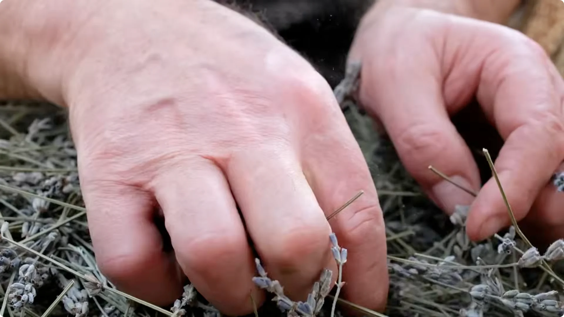 How Dead Lavender Revives: 5 Natural Fertilizers That Work Fast screenshot 9