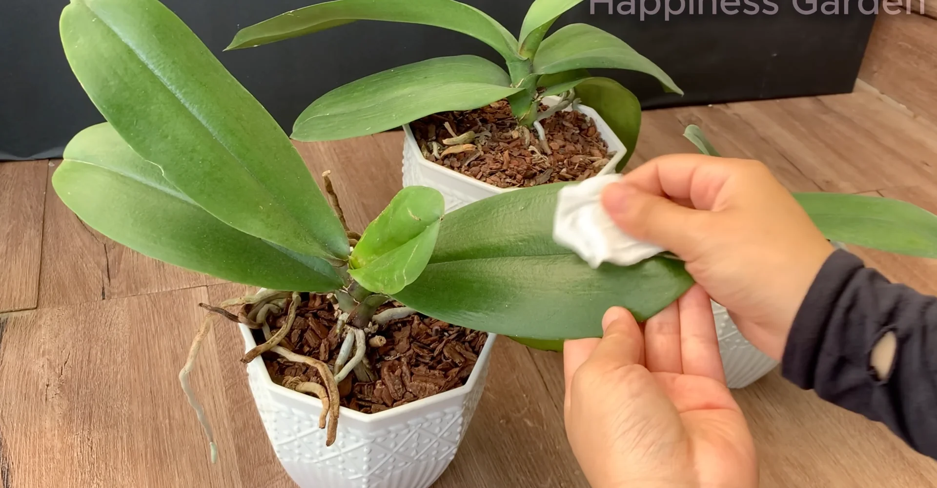 How Hydrogen Peroxide Boosts Orchid Roots and Blooms? screenshot 2