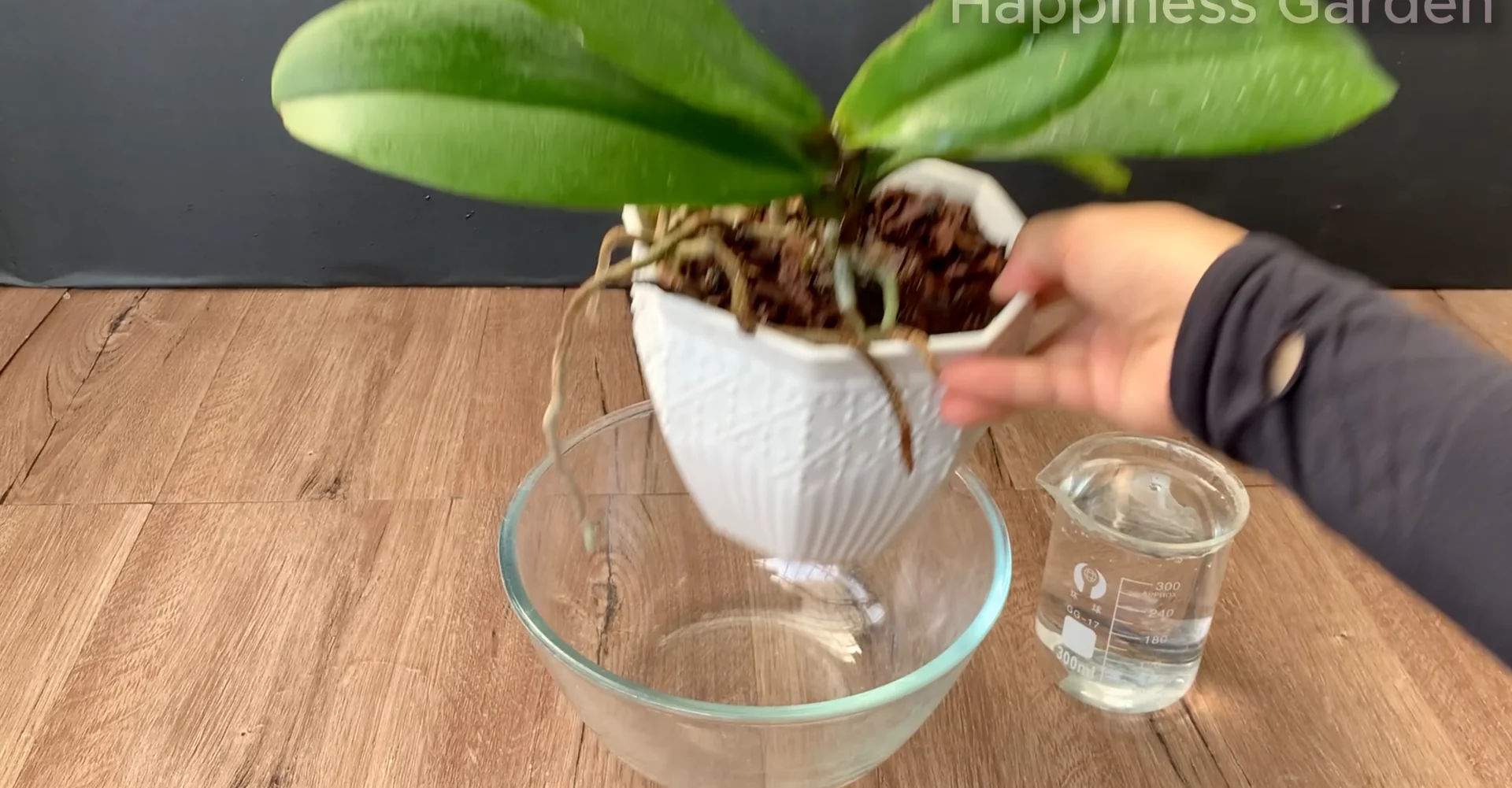 How Hydrogen Peroxide Boosts Orchid Roots and Blooms? screenshot 4
