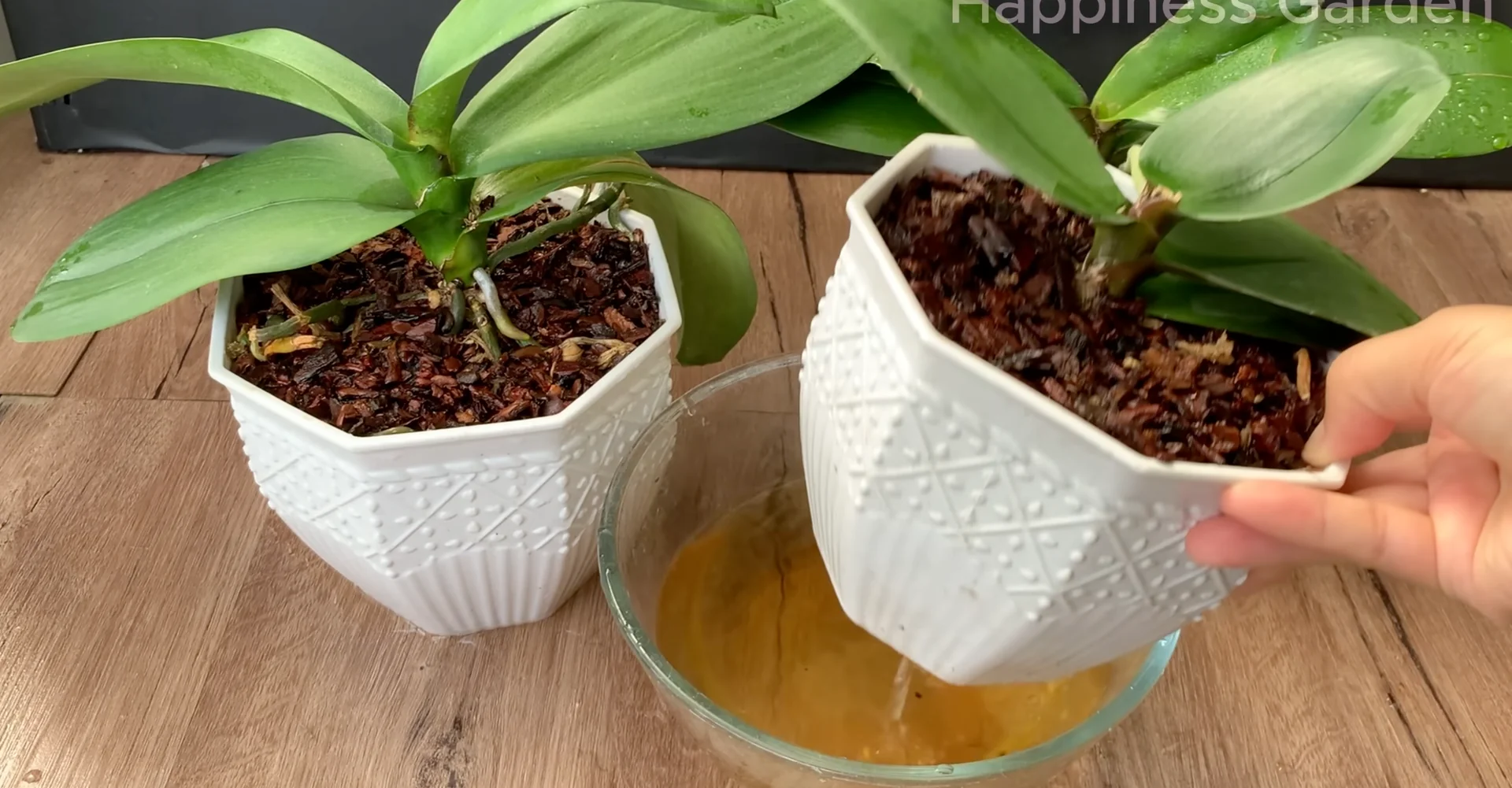 How Hydrogen Peroxide Boosts Orchid Roots and Blooms? screenshot 5