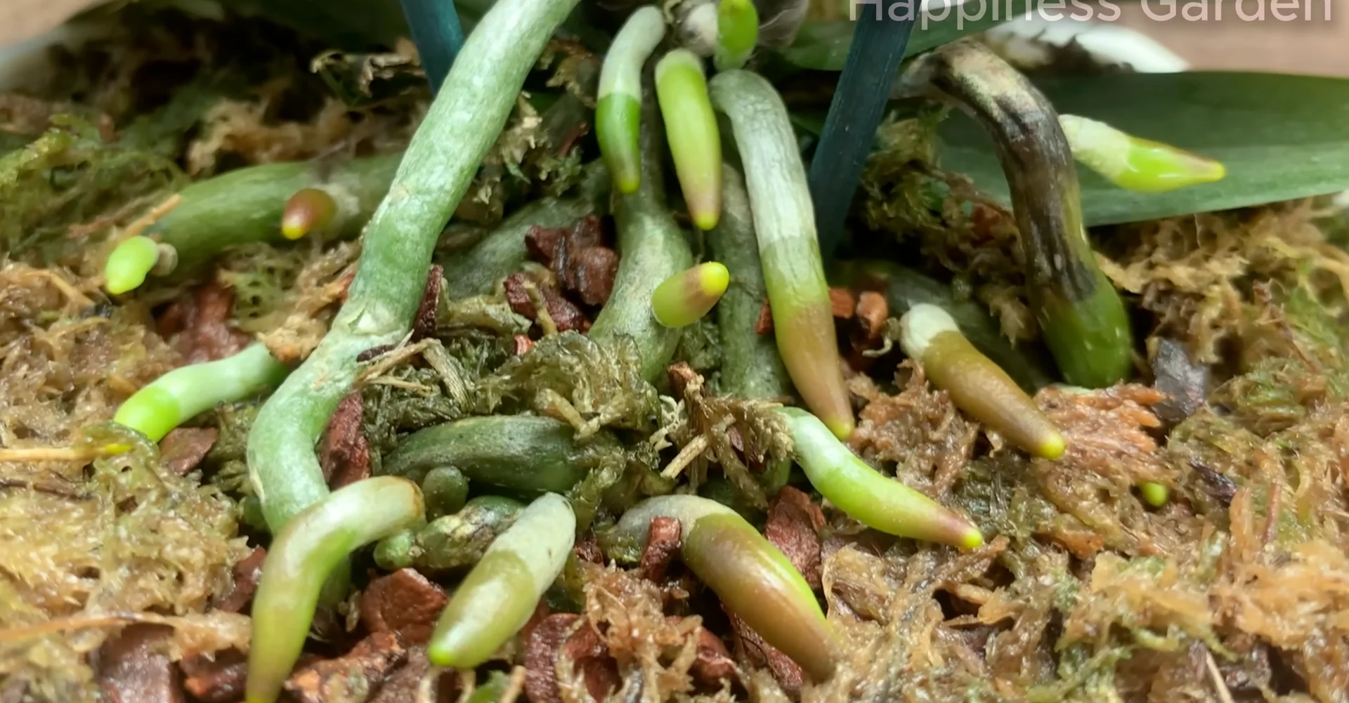 How Hydrogen Peroxide Boosts Orchid Roots and Blooms? screenshot 6