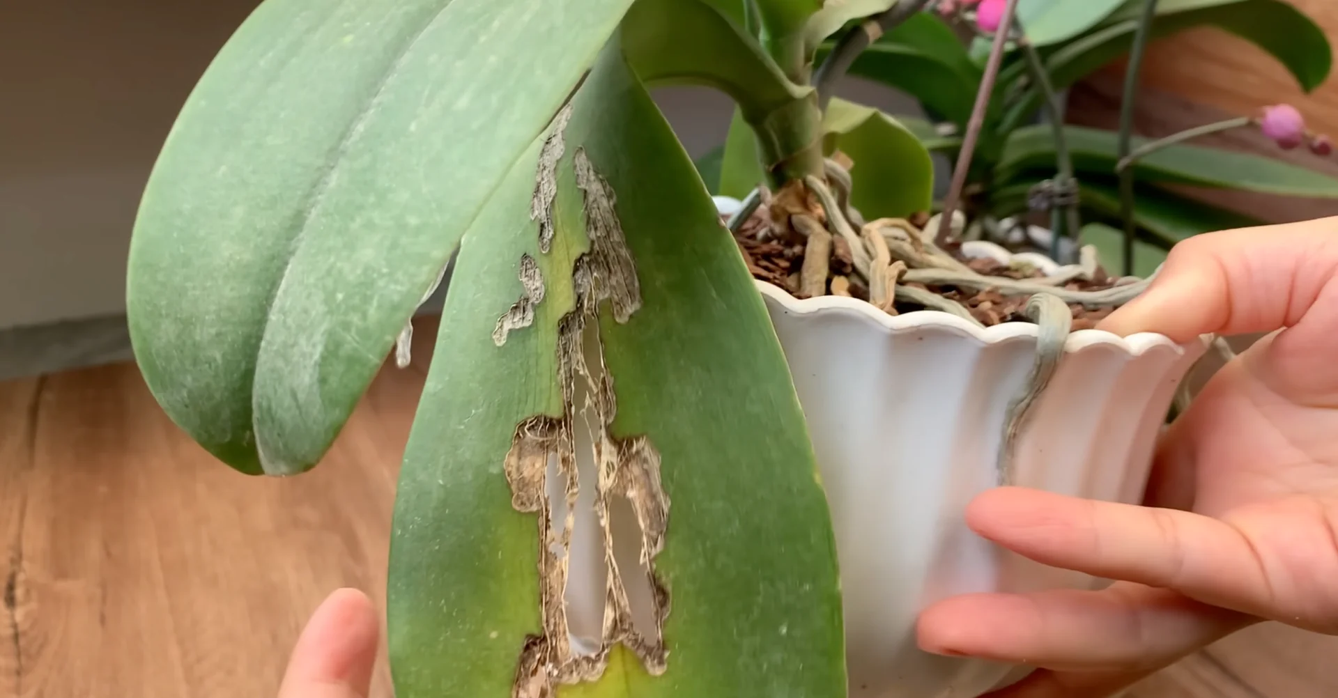 How One Drink a Week Transforms Orchid Growth and Blooms? screenshot 1