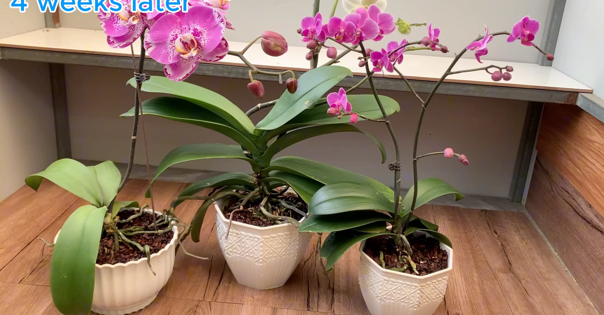 How One Drink a Week Transforms Orchid Growth and Blooms? screenshot 10