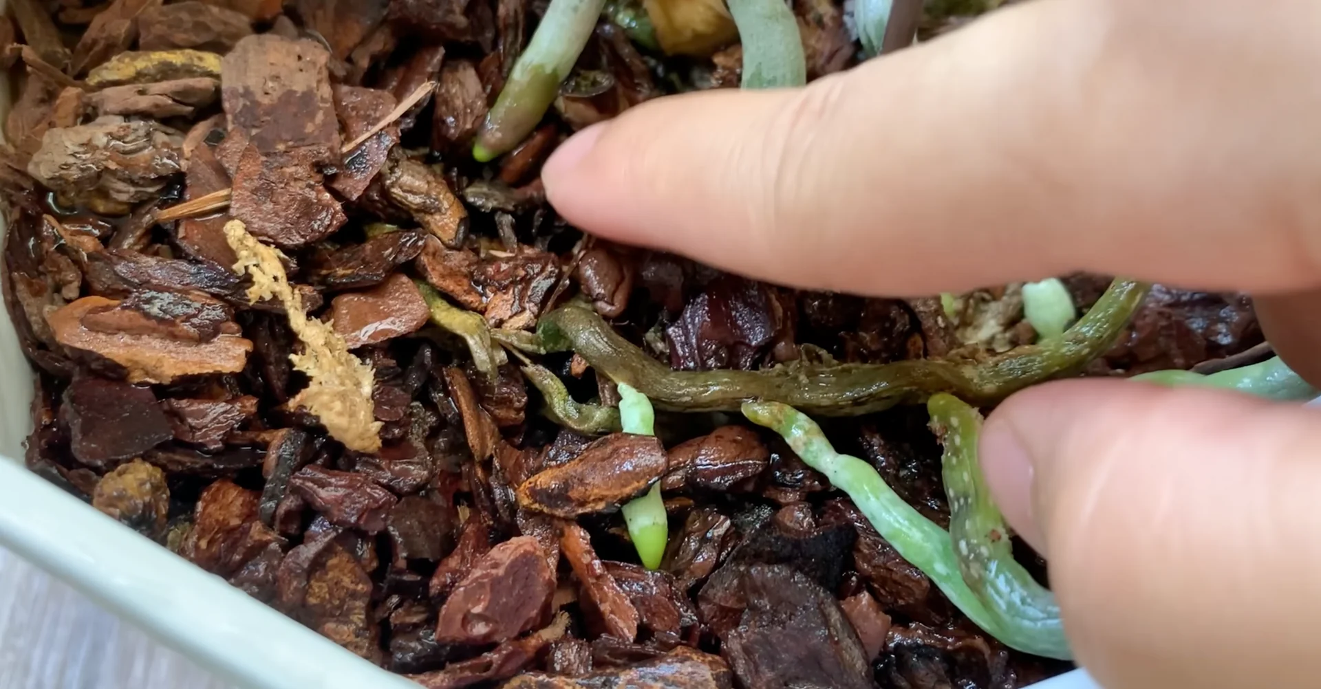 How One Drink a Week Transforms Orchid Growth and Blooms? screenshot 11