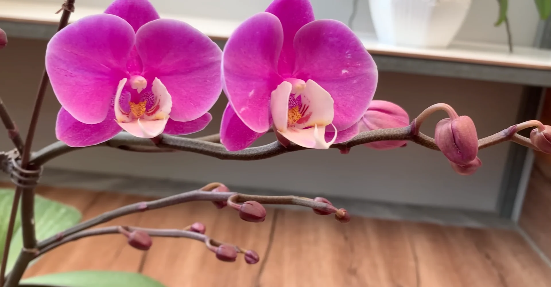 How One Drink a Week Transforms Orchid Growth and Blooms? screenshot 12