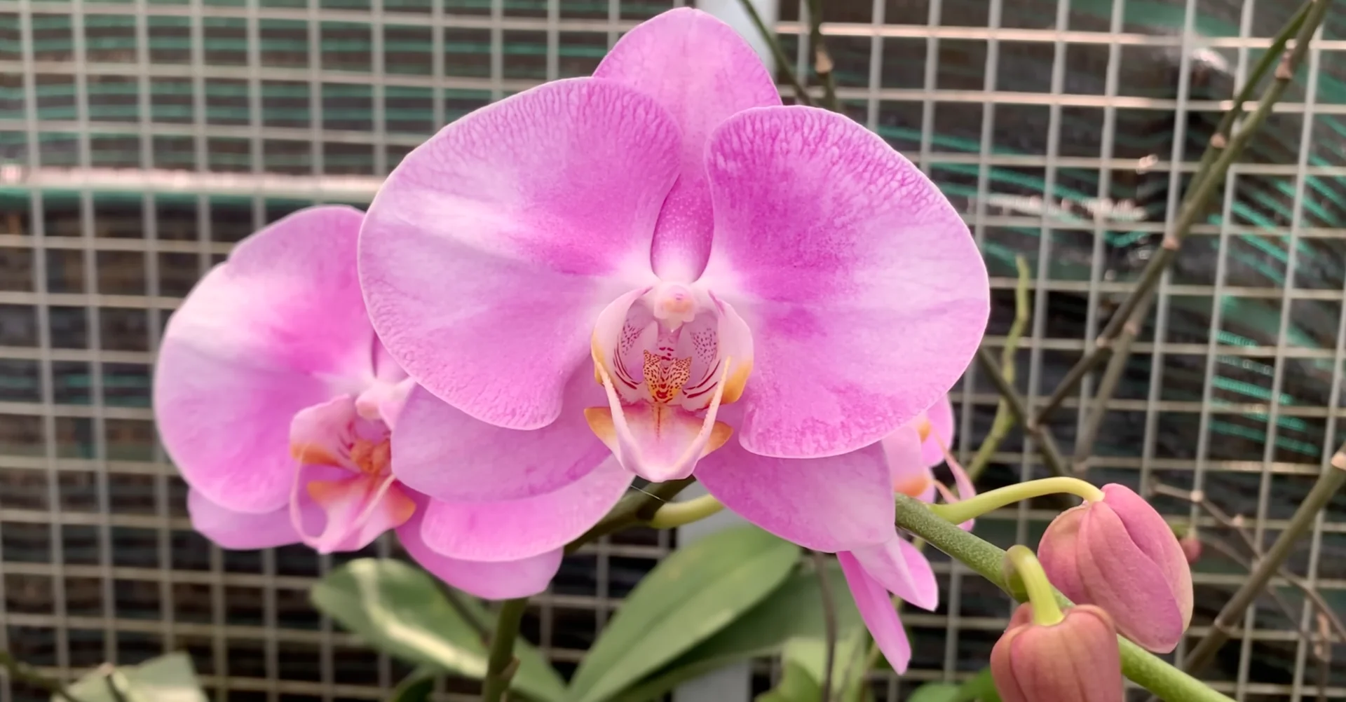 How One Drink a Week Transforms Orchid Growth and Blooms? screenshot 13