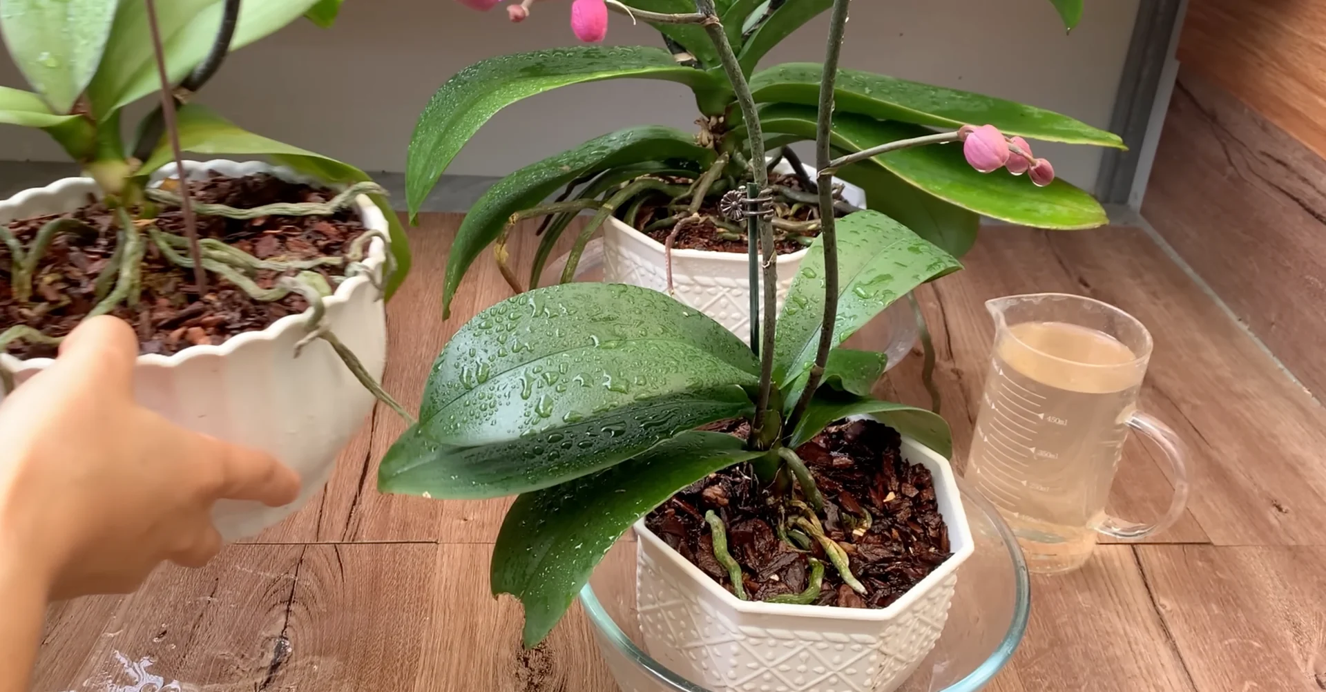 How One Drink a Week Transforms Orchid Growth and Blooms? screenshot 8