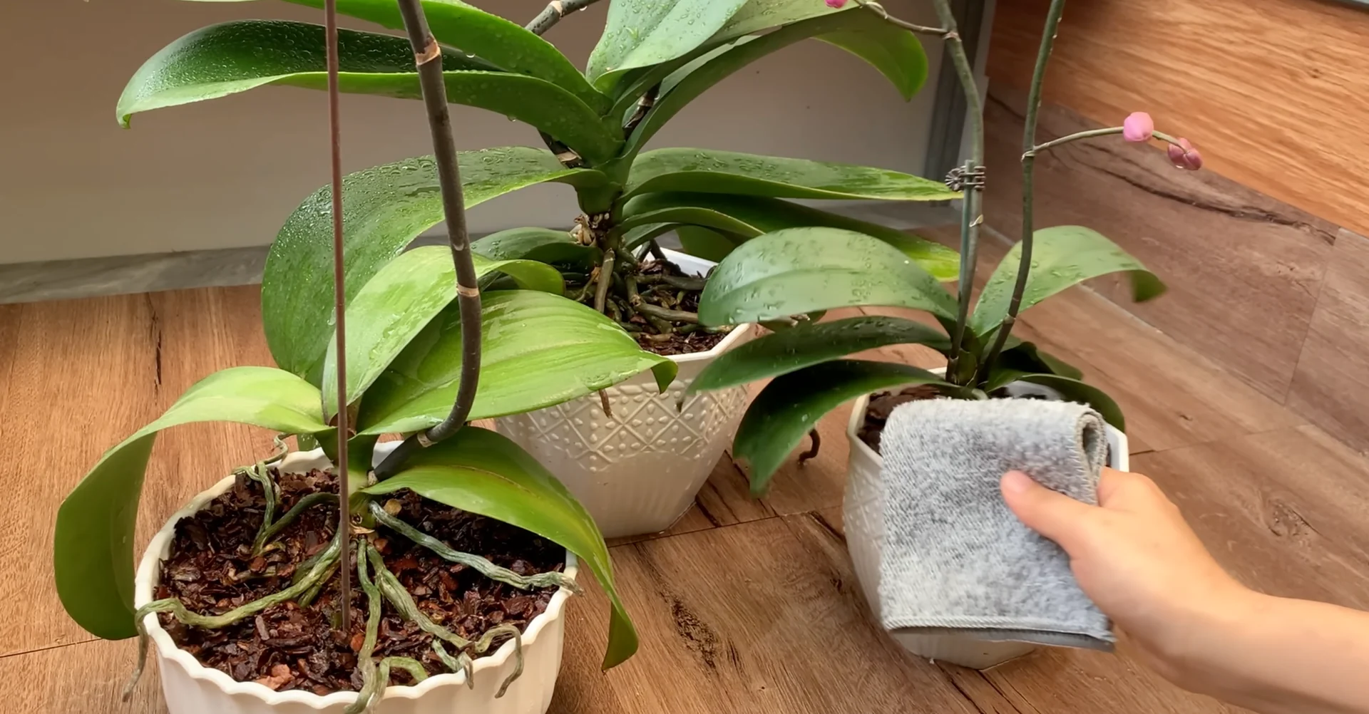 How One Drink a Week Transforms Orchid Growth and Blooms? screenshot 9